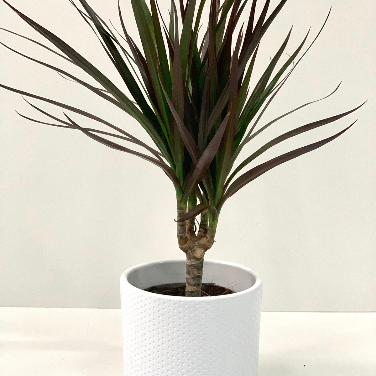 A Dracaena Marginata &#39;Dragon Tree&#39; 1 Stem, featuring long, narrow, dark green leaves, is displayed in a textured white pot on a white surface with a light background.