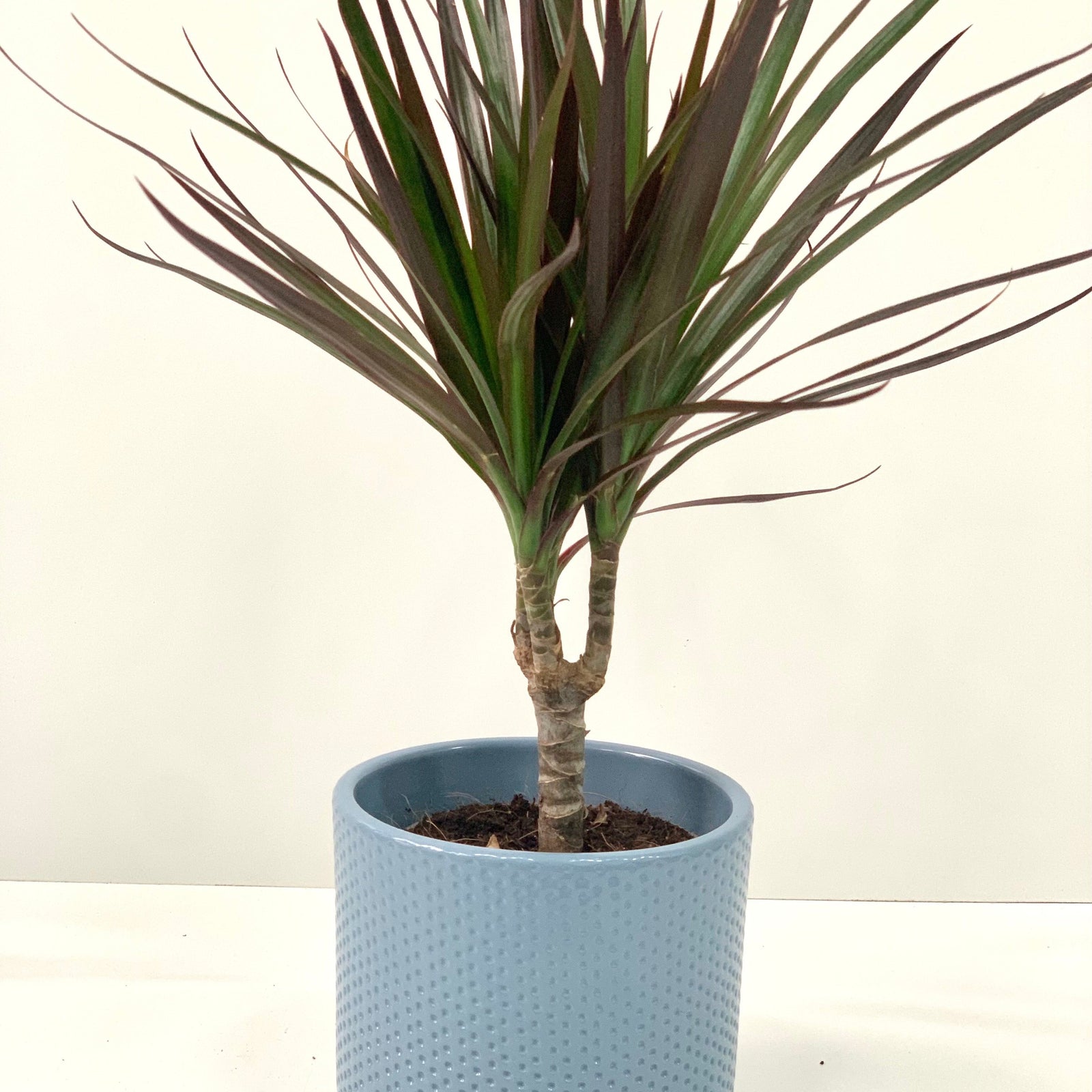 The Dracaena Marginata 'Dragon Tree' 1 Stem is an easy-care indoor plant with long, narrow green leaves edged in reddish-purple, growing from a thick stem in a small brown plastic pot filled with soil.