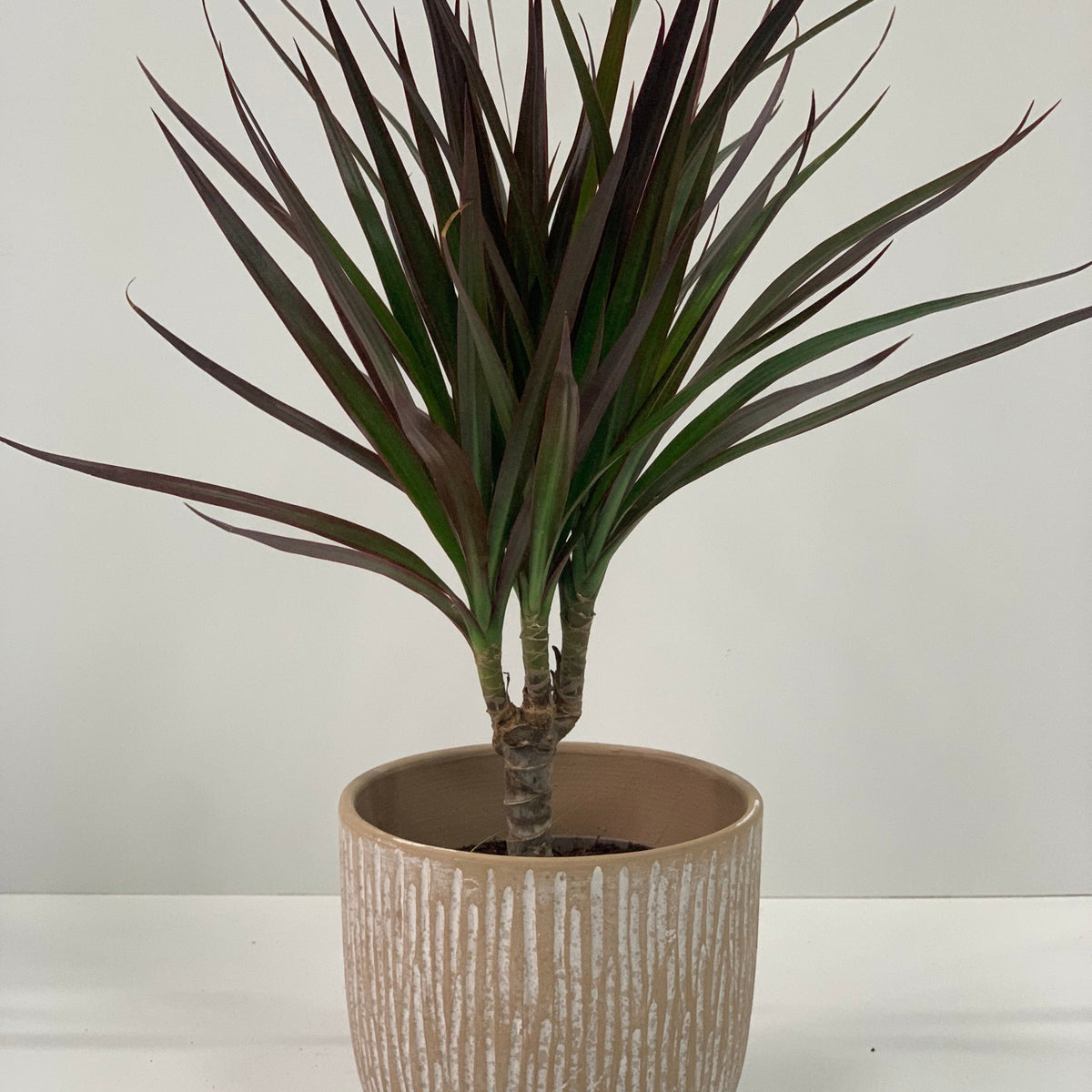 A Dracaena Marginata &#39;Dragon Tree&#39; 1 Stem, an easy-care indoor plant with slender green leaves, sits in a beige, textured ceramic pot on a plain white background.
