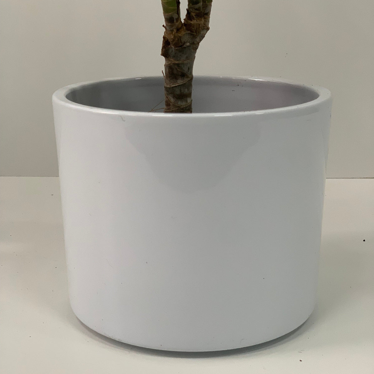 The Dracaena Marginata &#39;Dragon Tree&#39; 1 Stem is an easy-to-grow indoor plant with a slender trunk, presented in a white ceramic pot and pictured against a plain white background.