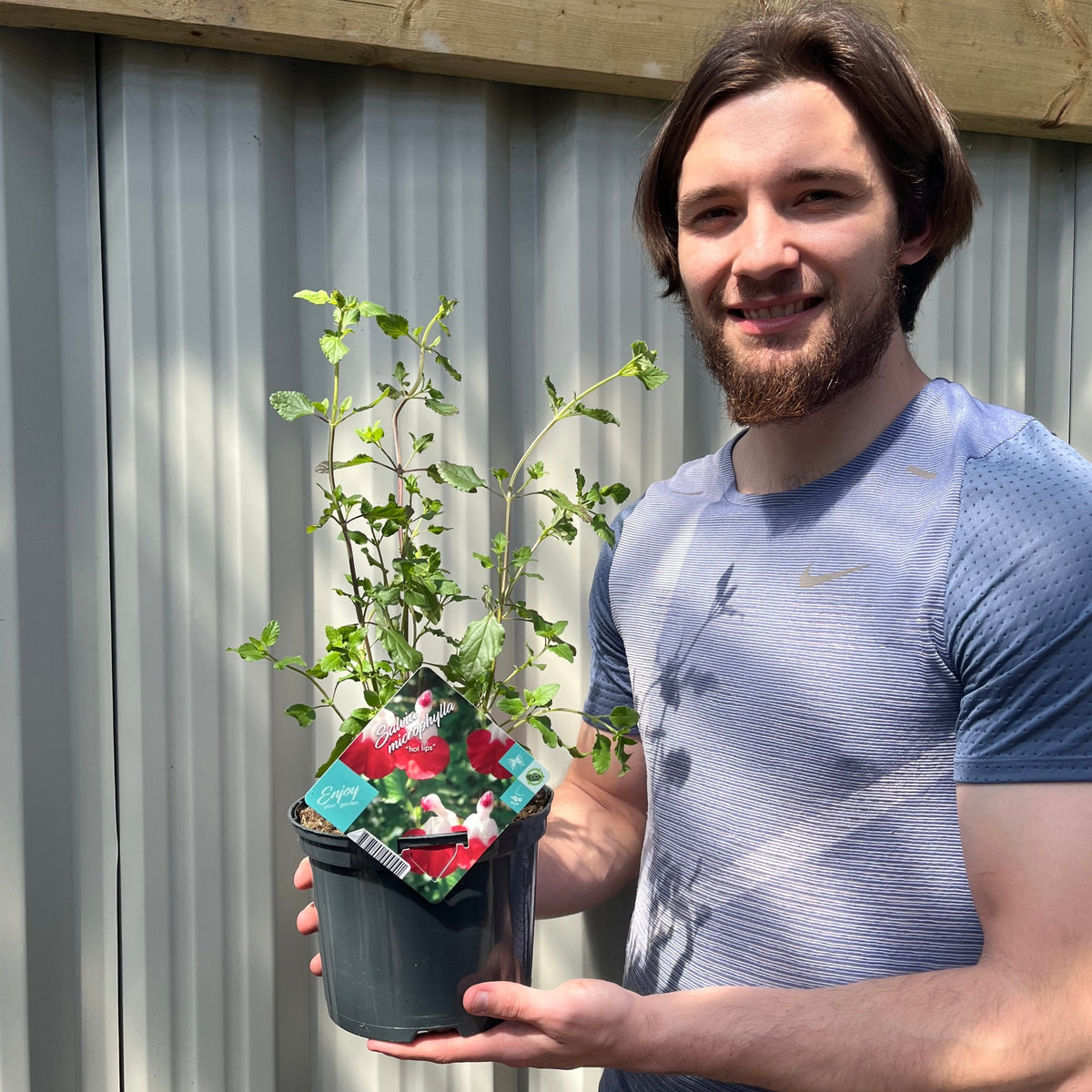 A smiling man with brown hair and a beard, in a light blue shirt, stands outdoors holding a potted Salvia &#39;Hot Lips&#39; 9cm/2L with green leaves and a label, in front of a corrugated metal wall.