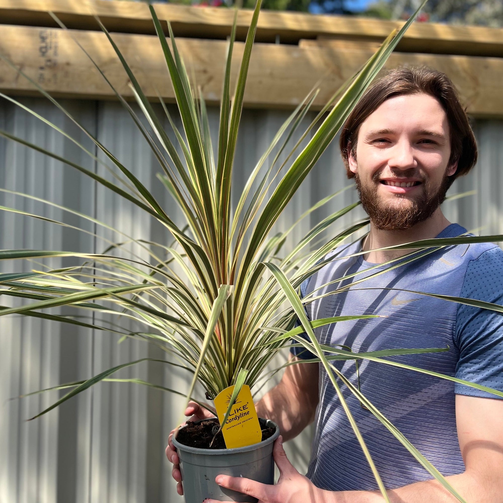 Cordyline australis 'Torbay Dazzler' 2L