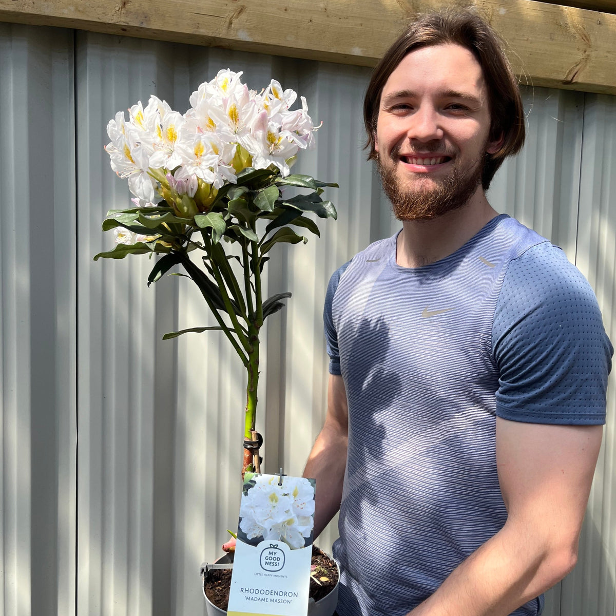 Standard Rhododendron &#39;Madame Masson&#39; (White) 80cm