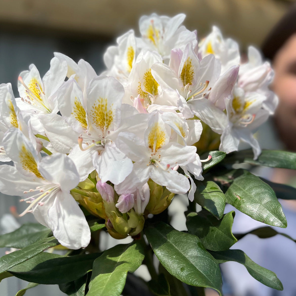 Standard Rhododendron &#39;Madame Masson&#39; (White) 80cm