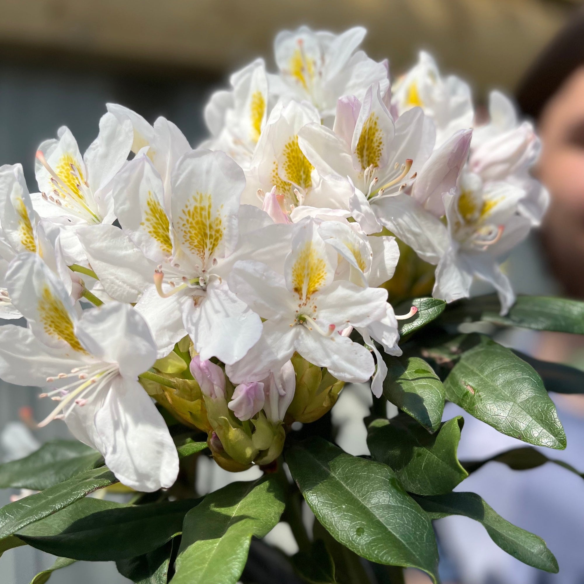 Standard Rhododendron 'Madame Masson' (White) 80cm