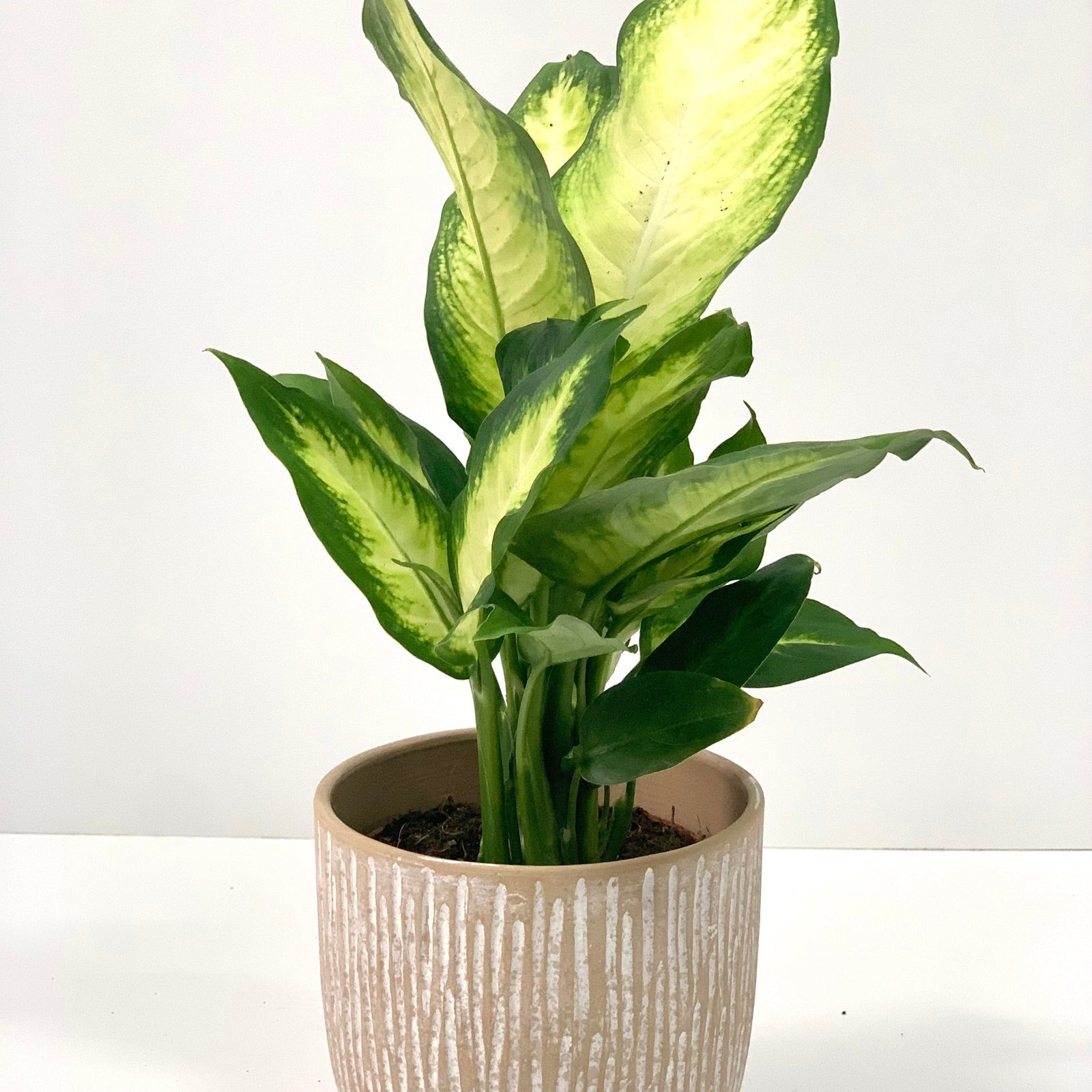 The Dieffenbachia Camilla 30-35cm features broad green and yellow variegated leaves, set in a beige pot with vertical white lines—an ideal low-maintenance houseplant for any home decor.