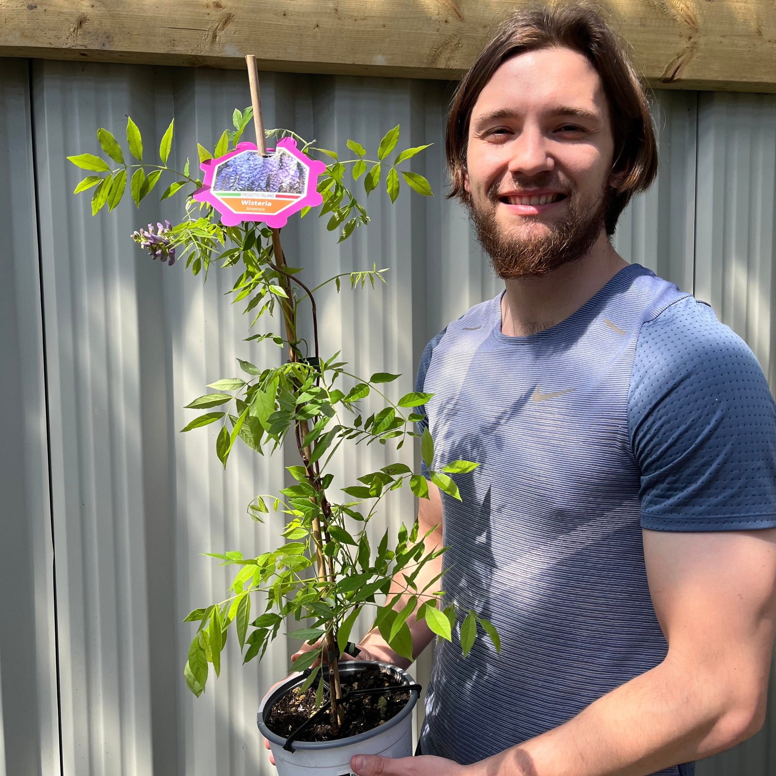 A smiling man with long hair and a beard, in a blue shirt, stands outside holding a Wisteria sinensis 'Amethyst Falls' 3L with fragrant blooms. A wooden fence and metal siding are seen in the background.