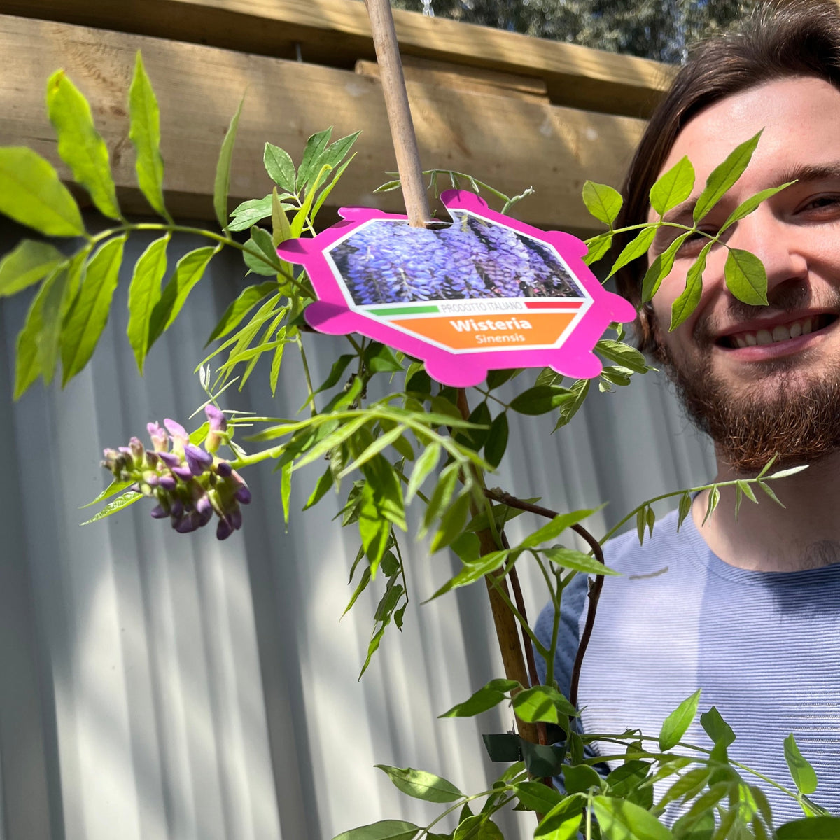 A smiling person stands beside a potted Wisteria sinensis &#39;Amethyst Falls&#39; 3L, displaying its fragrant blooms and lush green leaves. A wooden fence and corrugated metal wall form the background.