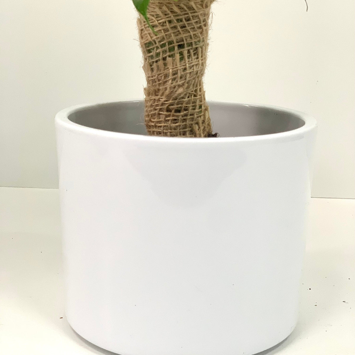The Ficus Natasja Kinky Jute Tree 30-35cm features a weeping fig wrapped in burlap twine, set in a white ceramic pot against a plain background—a stylish, air-purifying houseplant for any space.