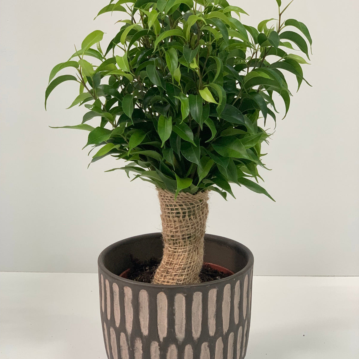 The Ficus Natasja Kinky Jute Tree (30-35cm) features vibrant green leaves and a burlap-wrapped trunk in a brown and beige textured planter, making it a stylish, air-purifying accent for any space.