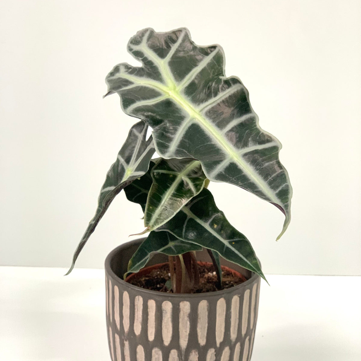 An Alocasia (Elephant&#39;s Ear) 35-40cm with striking dark green leaves and white veins sits in a decorative gray pot with beige patterns, against a white background—an ideal low maintenance indoor plant.