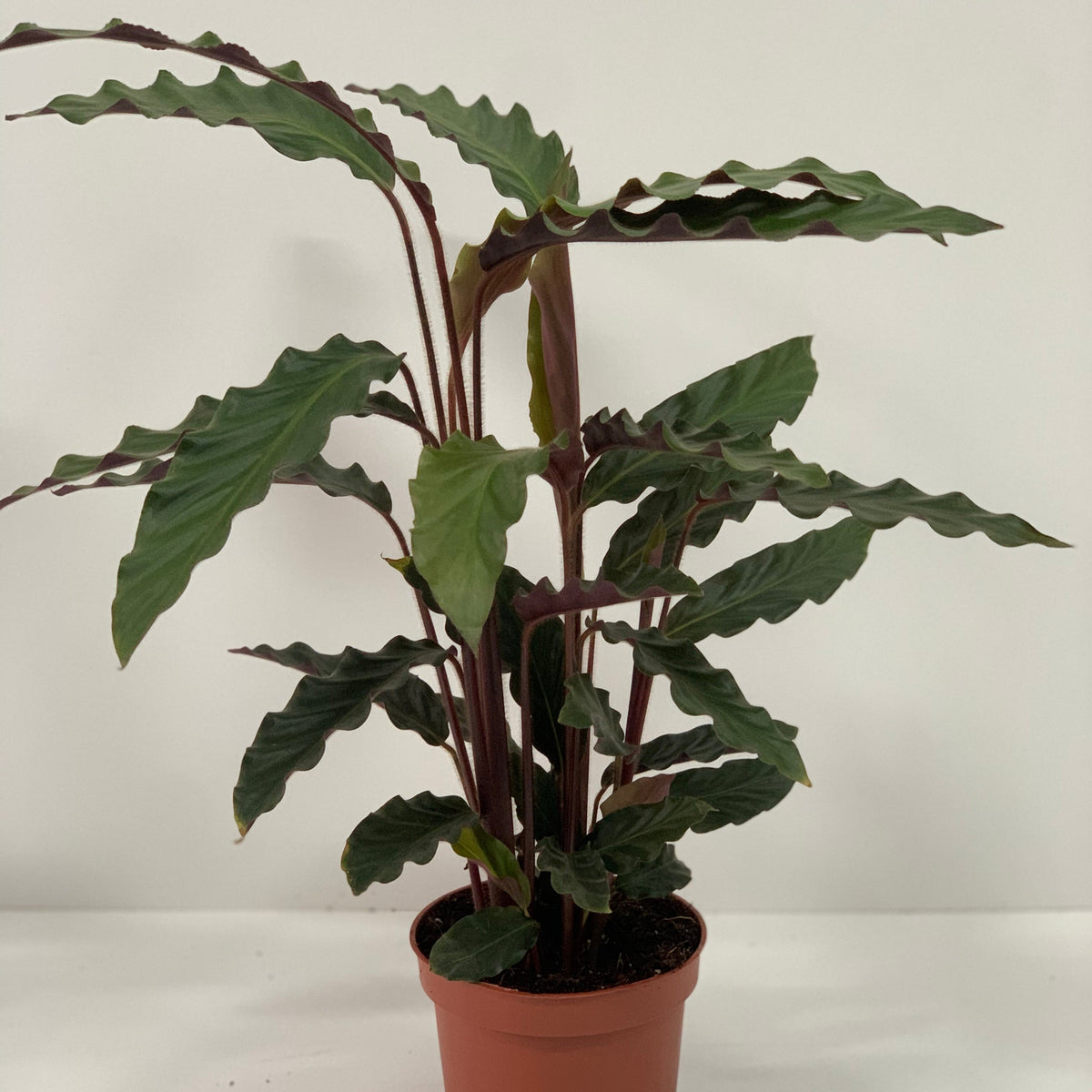 Calathea Tropistar