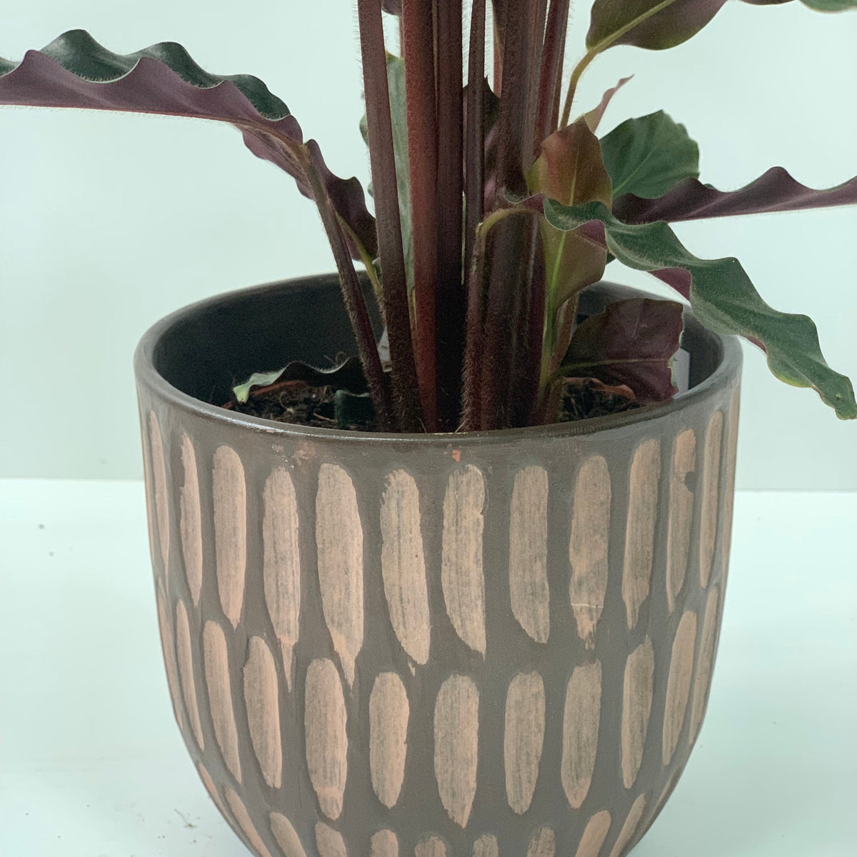 Calathea Tropistar