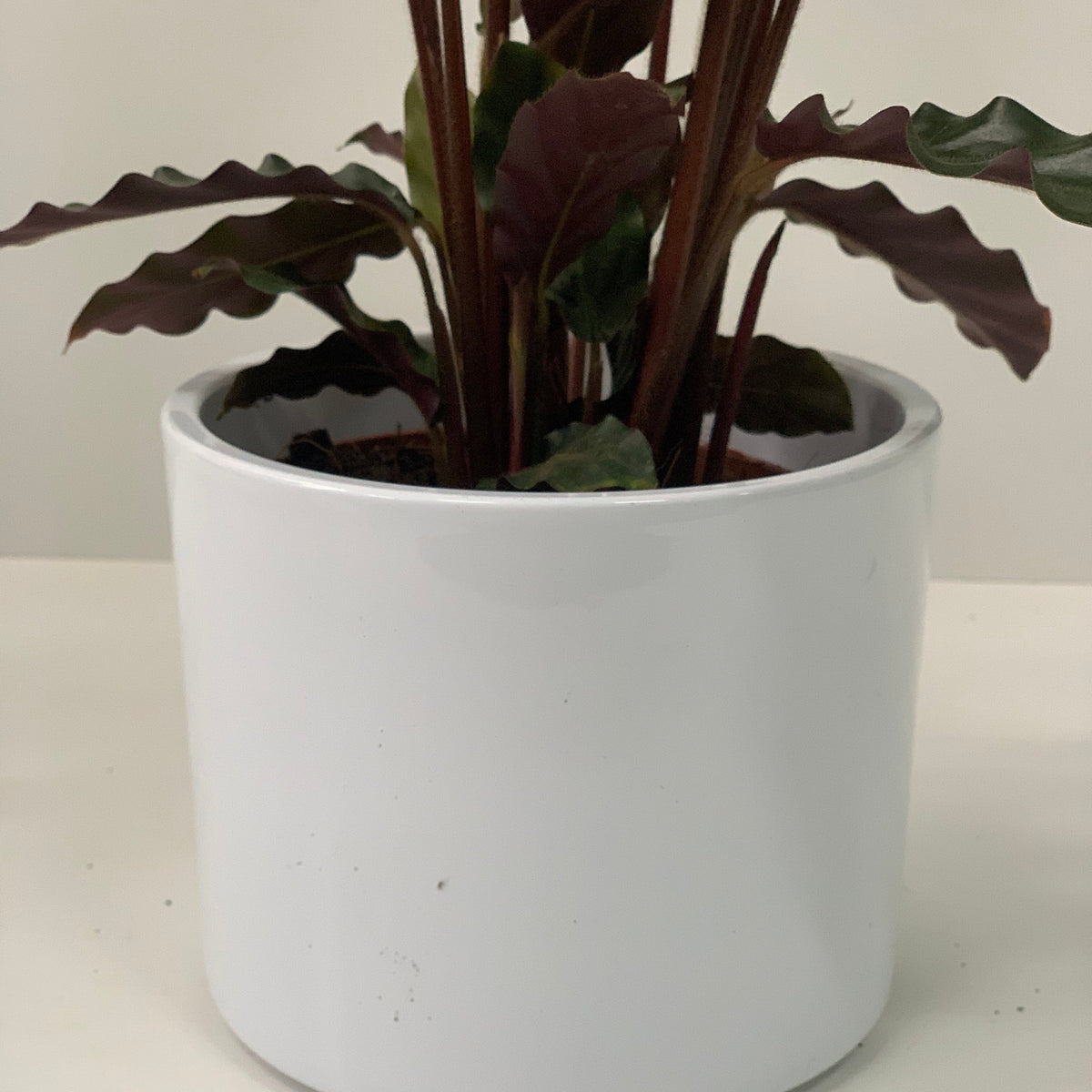 Calathea Tropistar