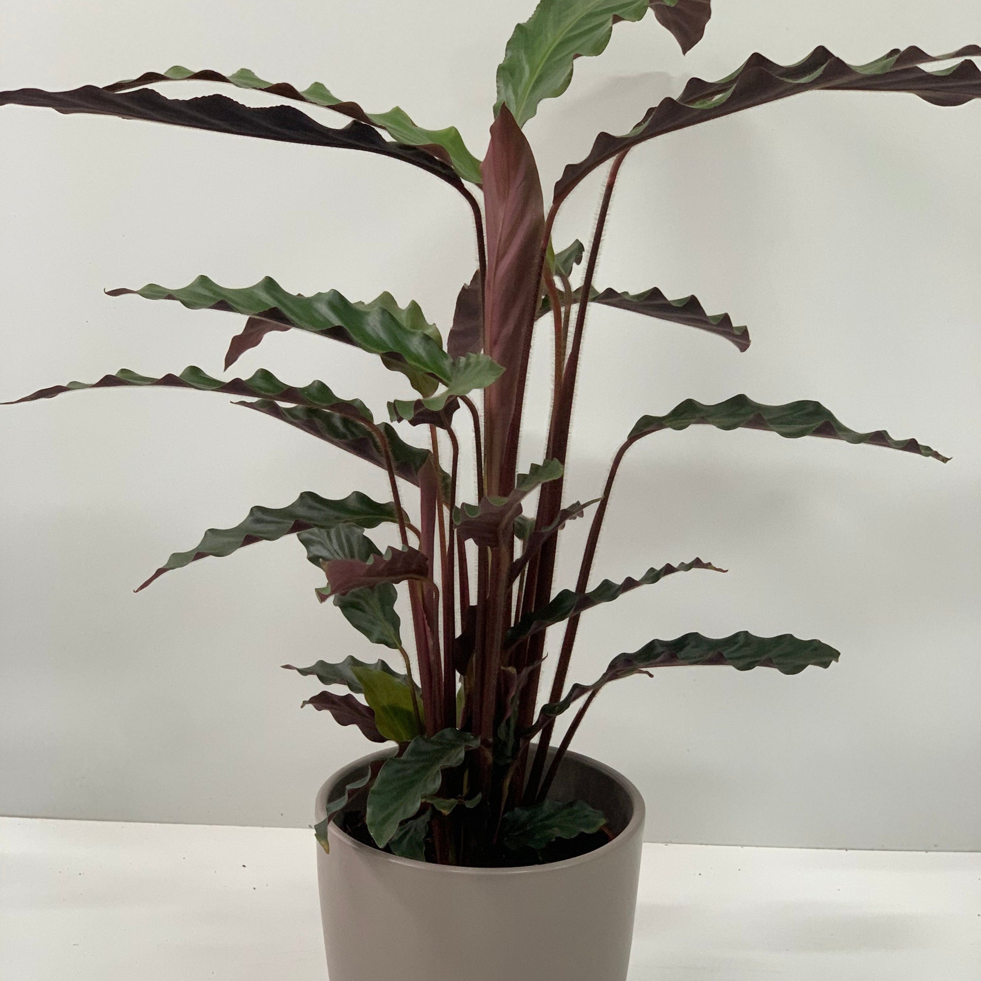 Calathea Tropistar