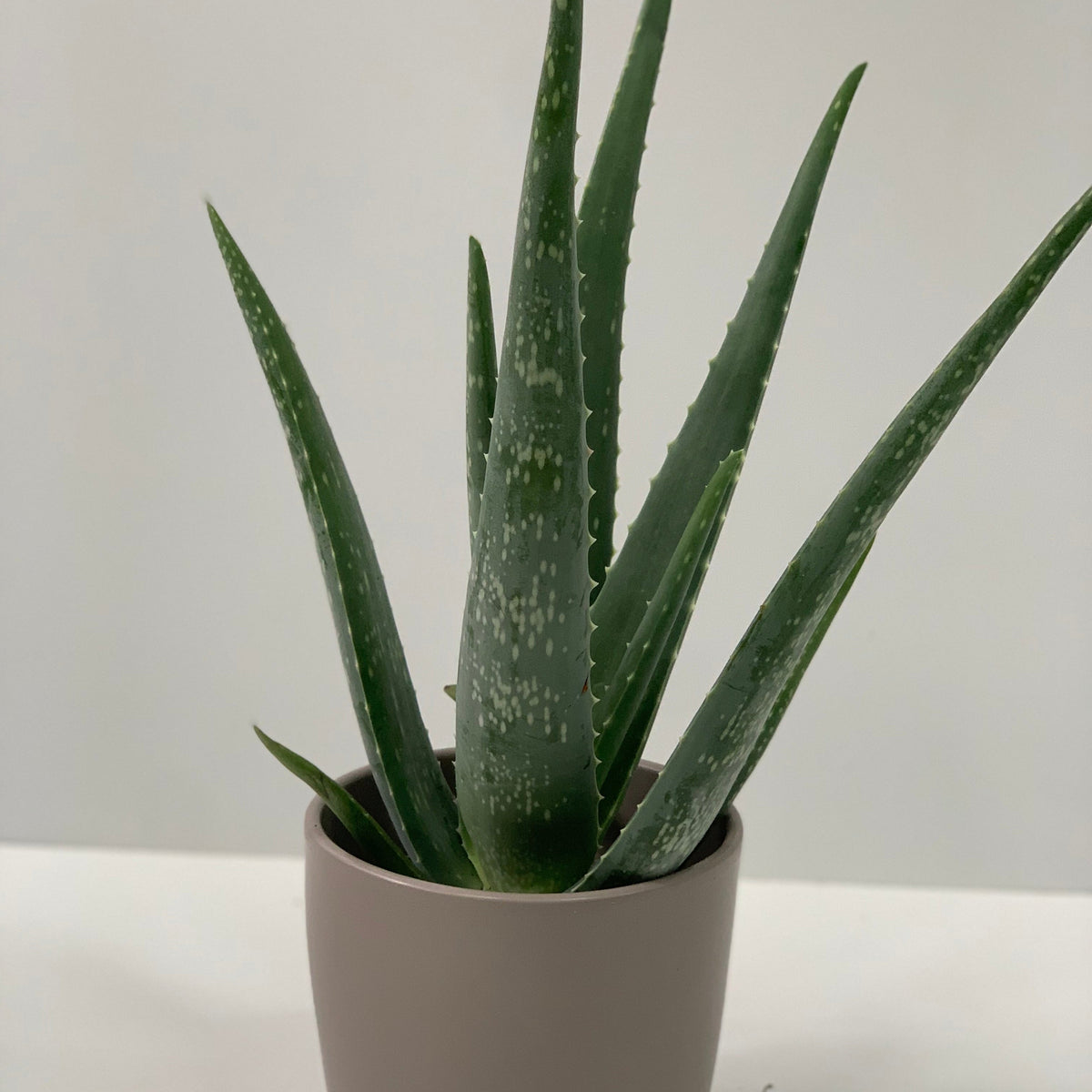 The Aloe Vera features thick, pointed green leaves with white spots and comes in a simple light gray pot, making it a stylish, low-maintenance decor choice for any space.