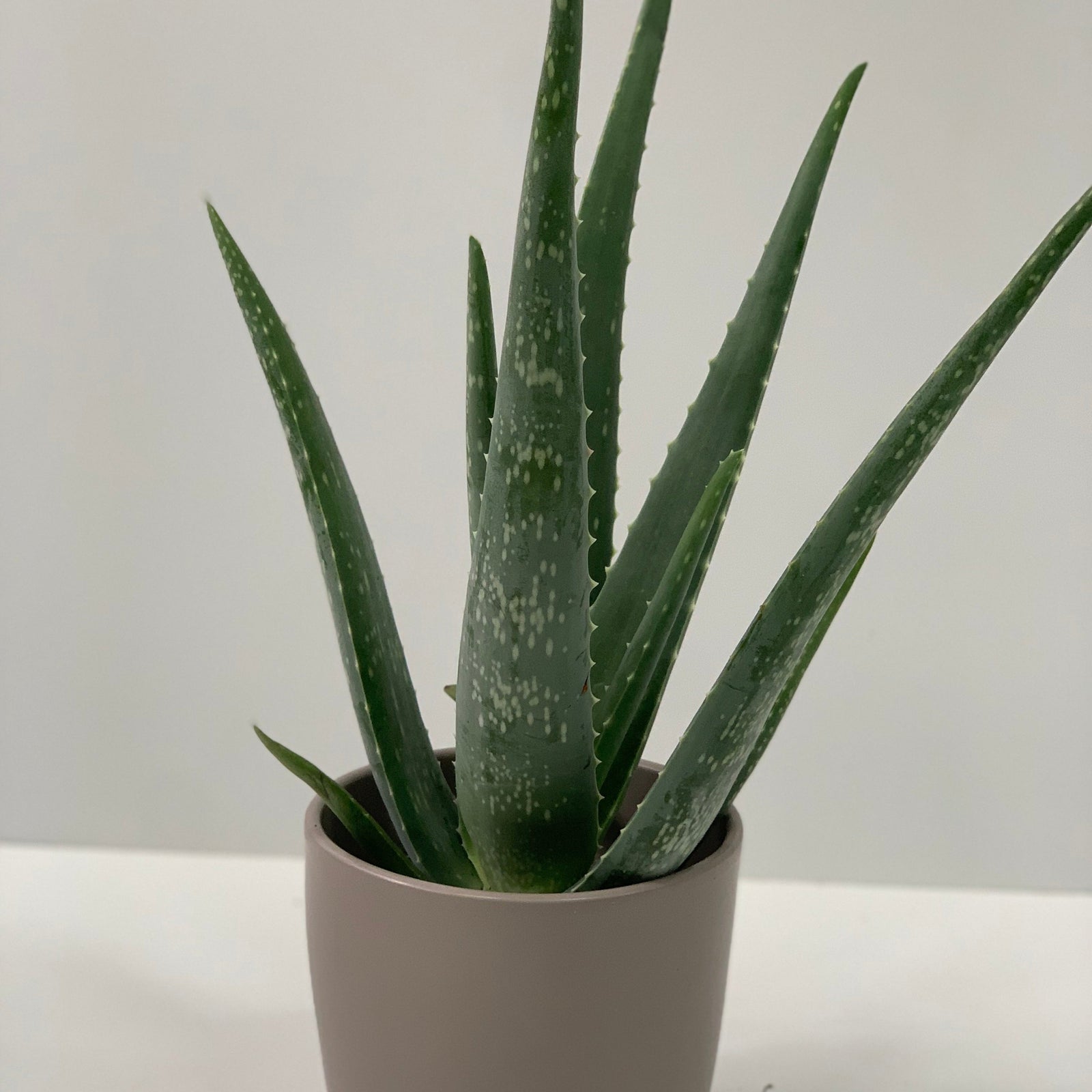 The Aloe Vera, a low maintenance house plant, sits on a wooden table next to a blank white picture frame hanging on a white wall.