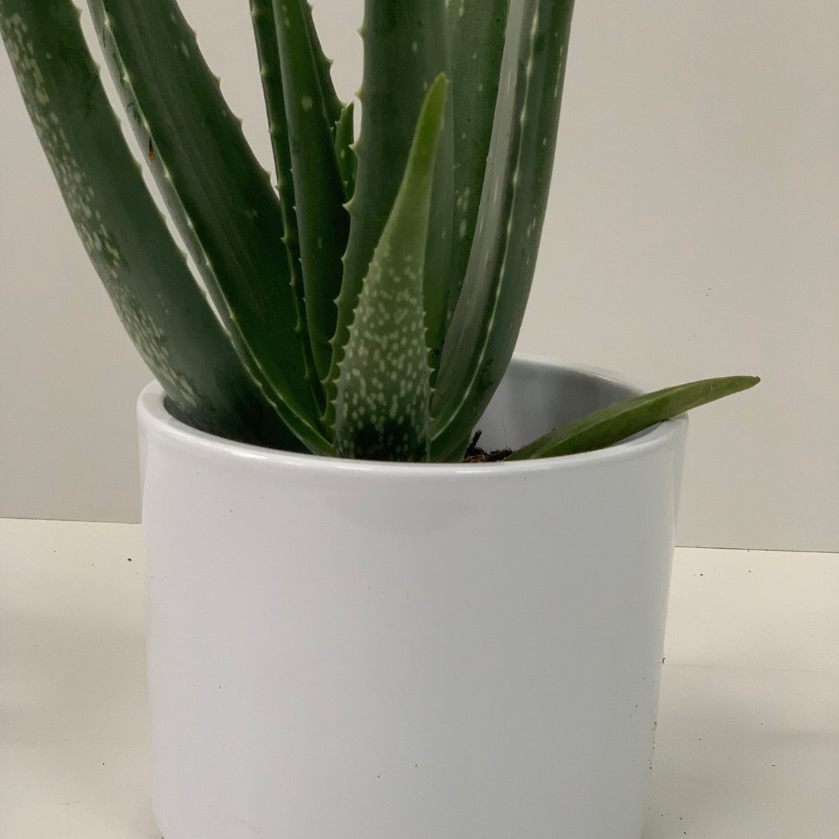 Aloe Vera, a low-maintenance house plant with spotted, pointed leaves, is displayed in a simple white ceramic pot against a plain light background.