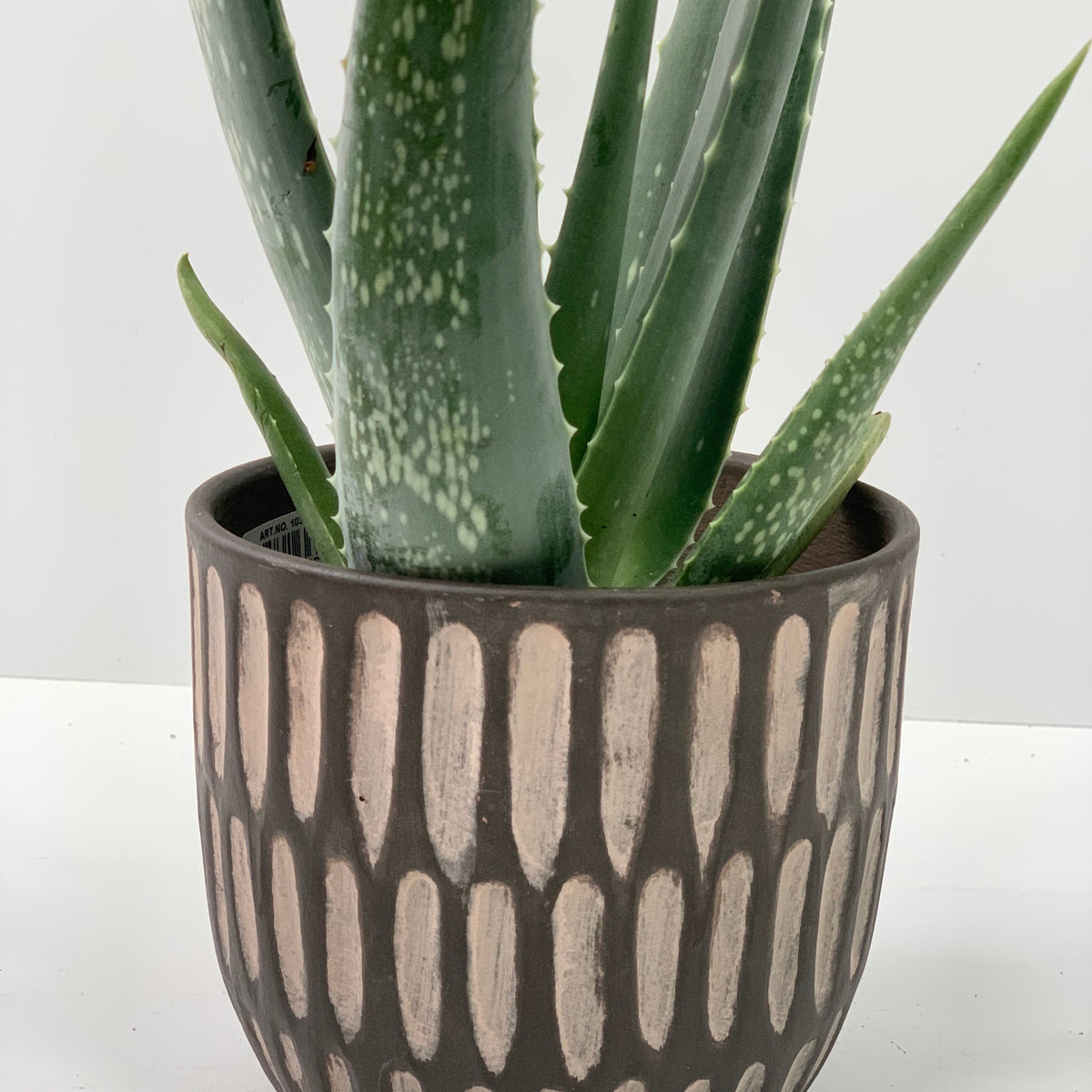 A close-up of a low-maintenance Aloe Vera plant in a decorative brown pot with cream-colored ovals. Its thick, spiky green leaves stand out against a plain white background, highlighting the beauty of this house plant.