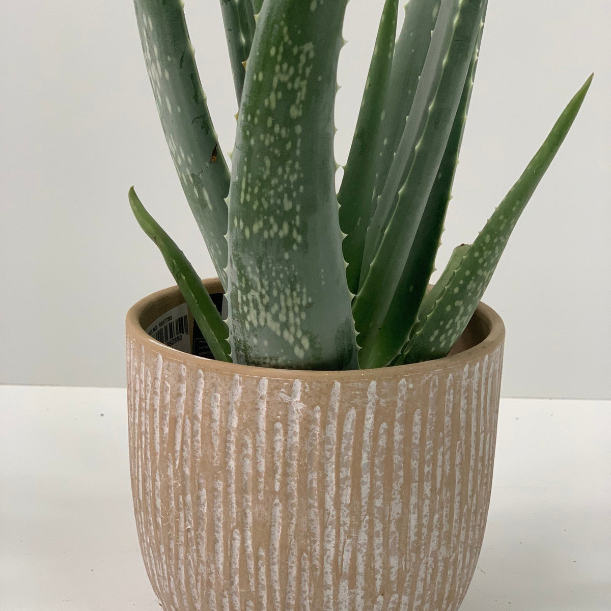 Aloe Vera, a low maintenance house plant with spotted, spiky leaves, is displayed in a beige textured pot on a white surface with a light background.