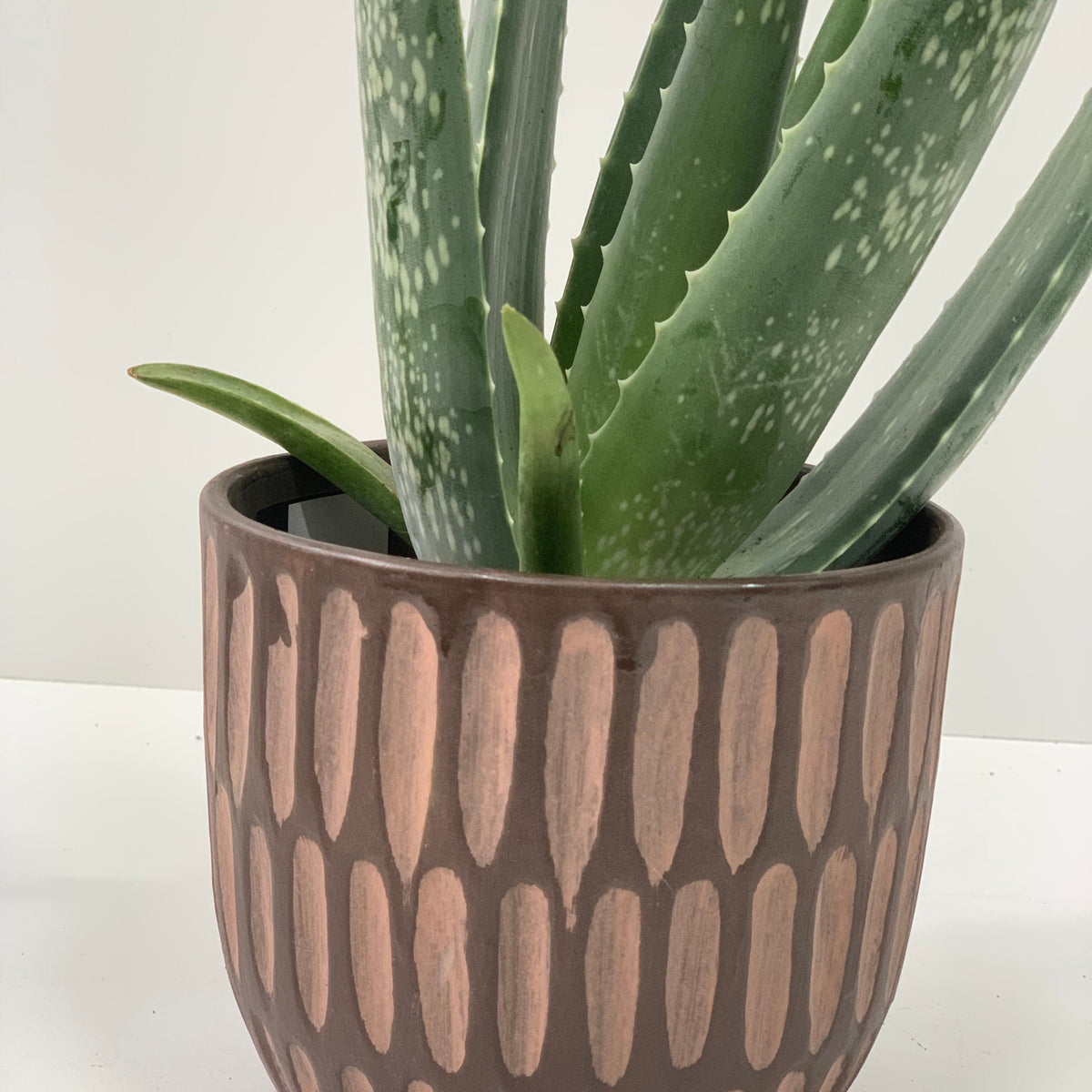 Aloe Vera, a green houseplant with spiky, spotted leaves, is displayed in a brown ceramic pot featuring vertical pink ovals. Set on a white surface with a plain background, this low-maintenance plant brings natural charm to any room.