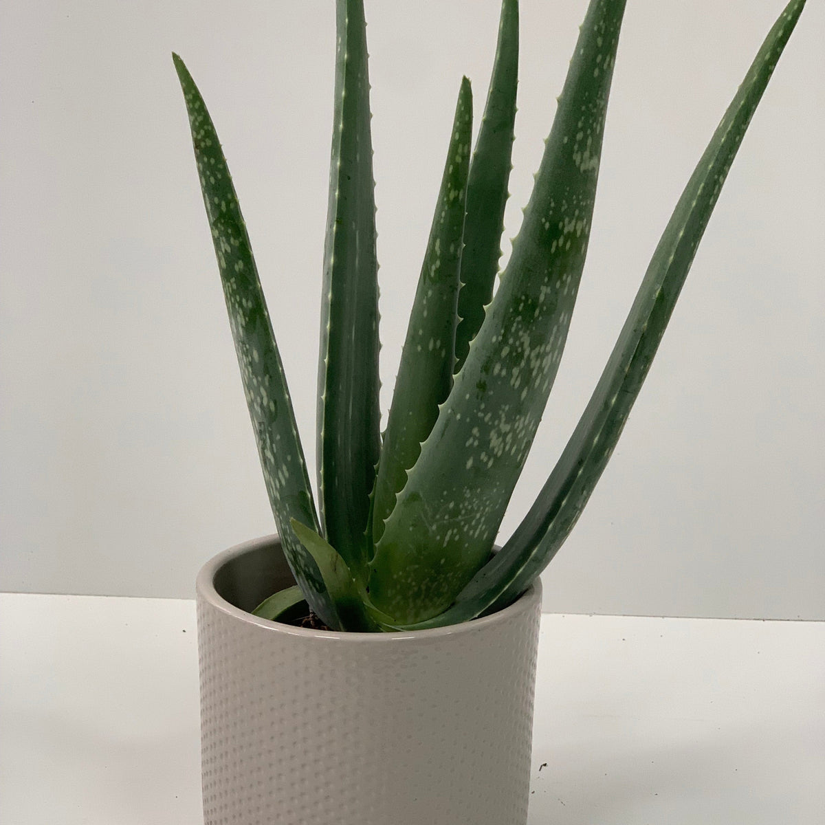Aloe Vera is a low-maintenance houseplant with long, pointed leaves, presented in a textured light pot against a plain white background.