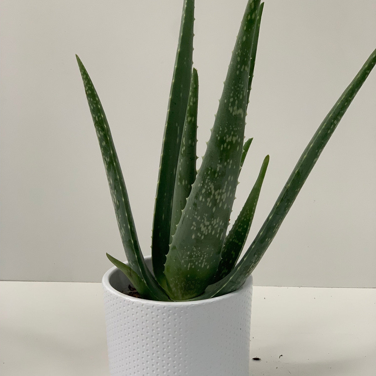 Aloe Vera is a green houseplant with long, pointed leaves in a textured white pot, displayed on a white surface with a light background—a beautiful, low-maintenance addition to any space.