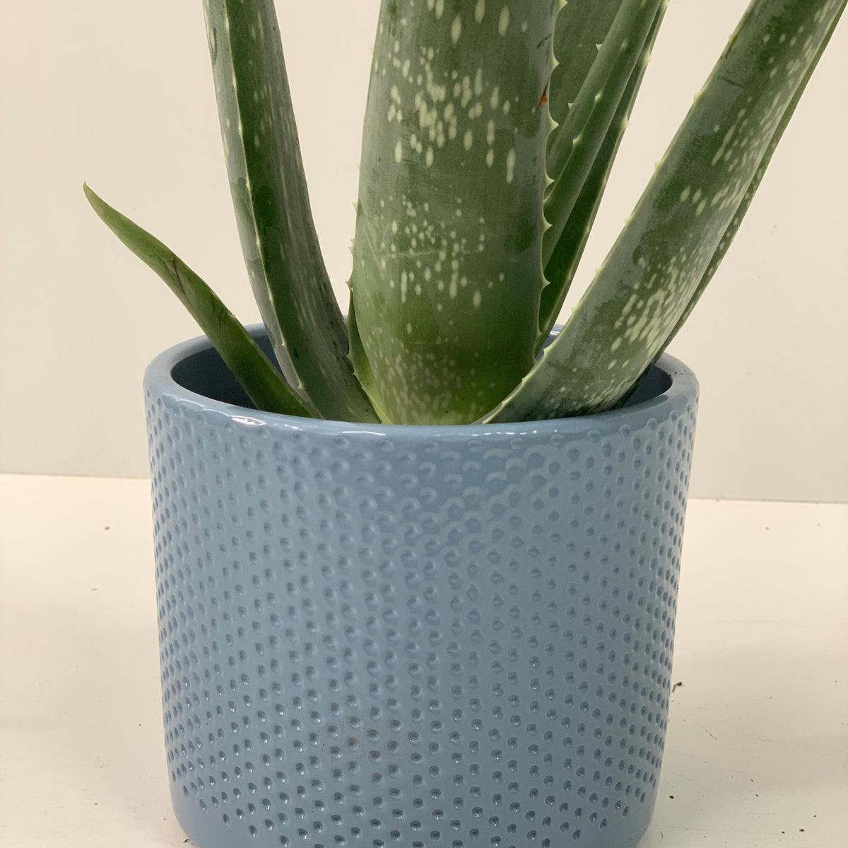 The Aloe Vera is a low-maintenance house plant with long, spotted leaves, displayed in a textured light blue pot on a white surface against a plain background.