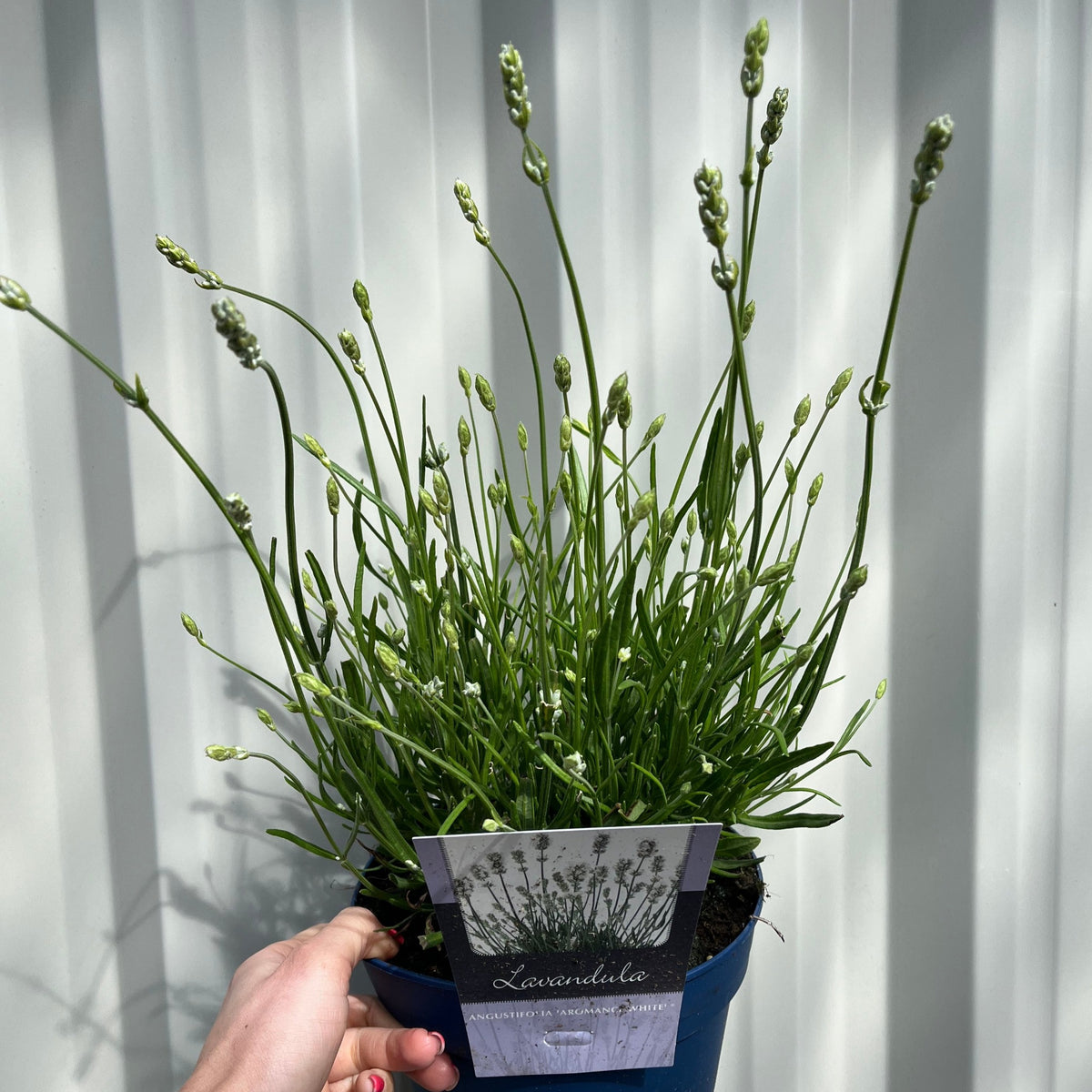 Lavender &#39;Aromance White&#39; 2L