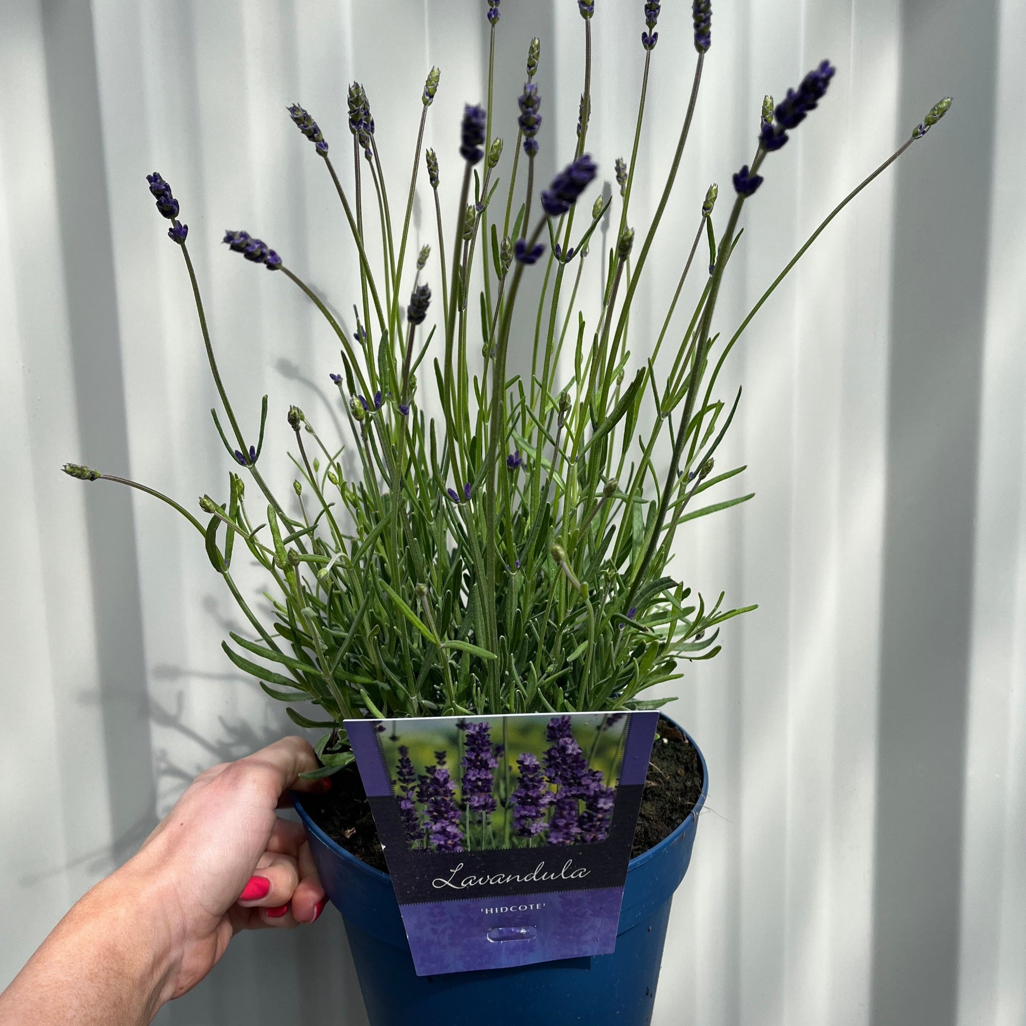 Lavender 'Hidcote' 2L