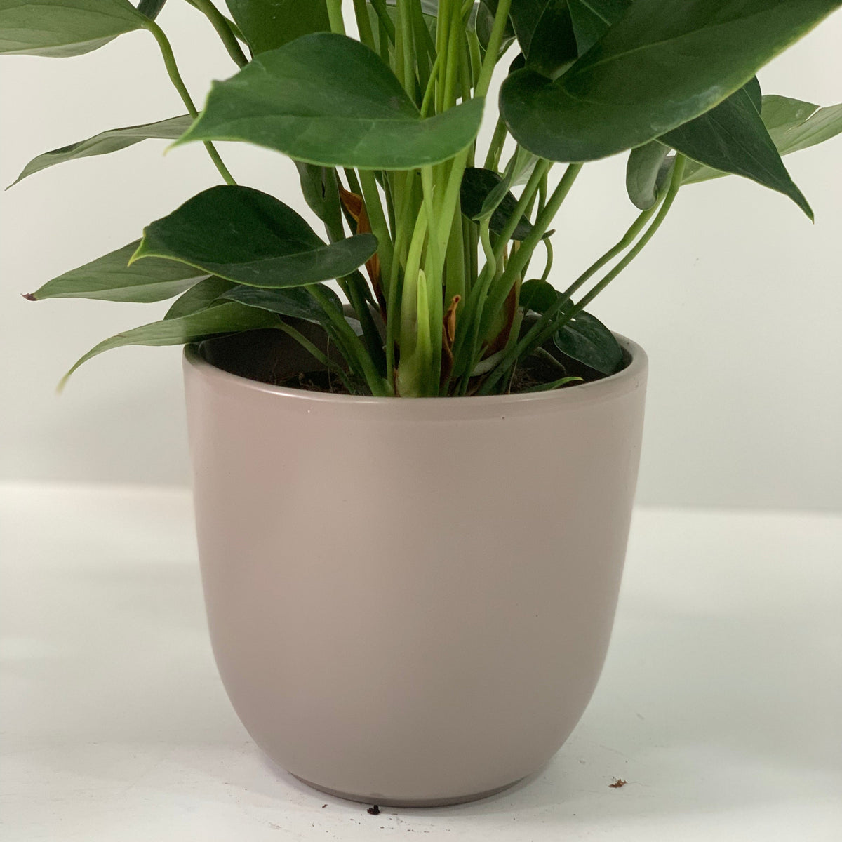 A close-up of an Anthurium - Candy Floss Pink in a simple, light beige pot, set on a white surface against a plain white background.