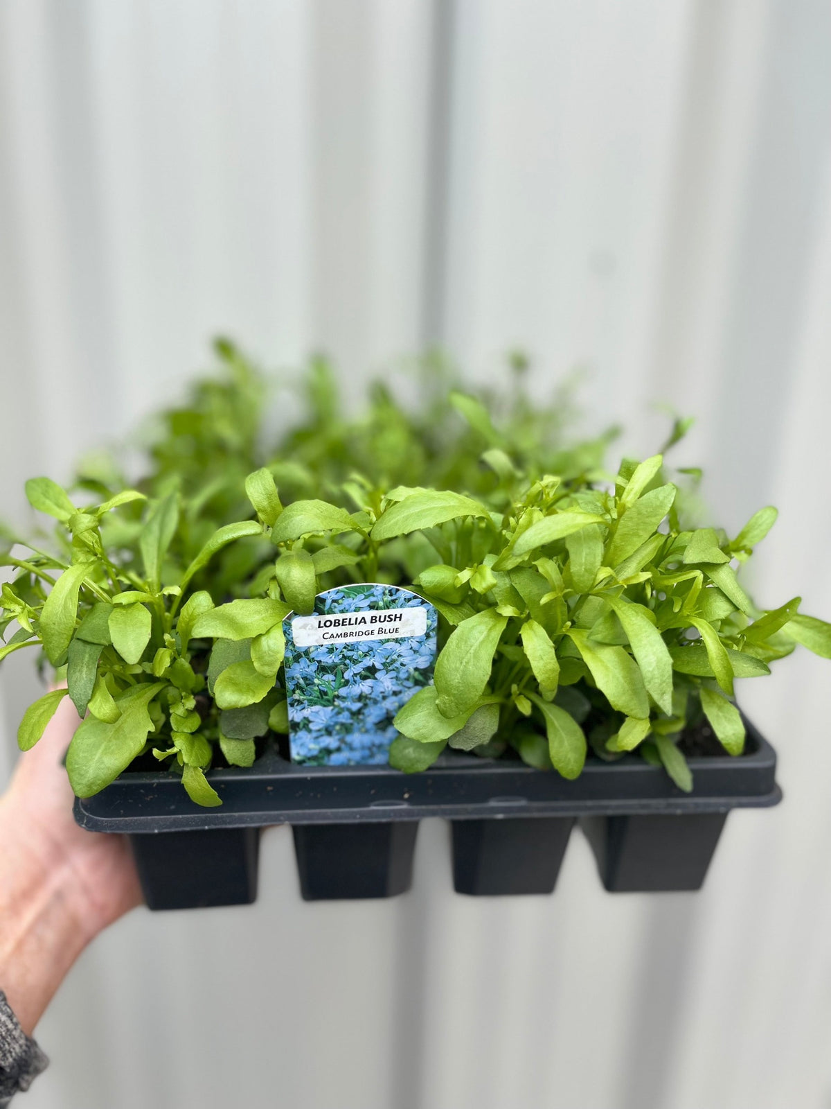 A hand holds a black plastic tray of 18 green Bush Lobelia Mixed plants, with a plant label displaying colorful flowers and the plant name. The background is blurred and gray.