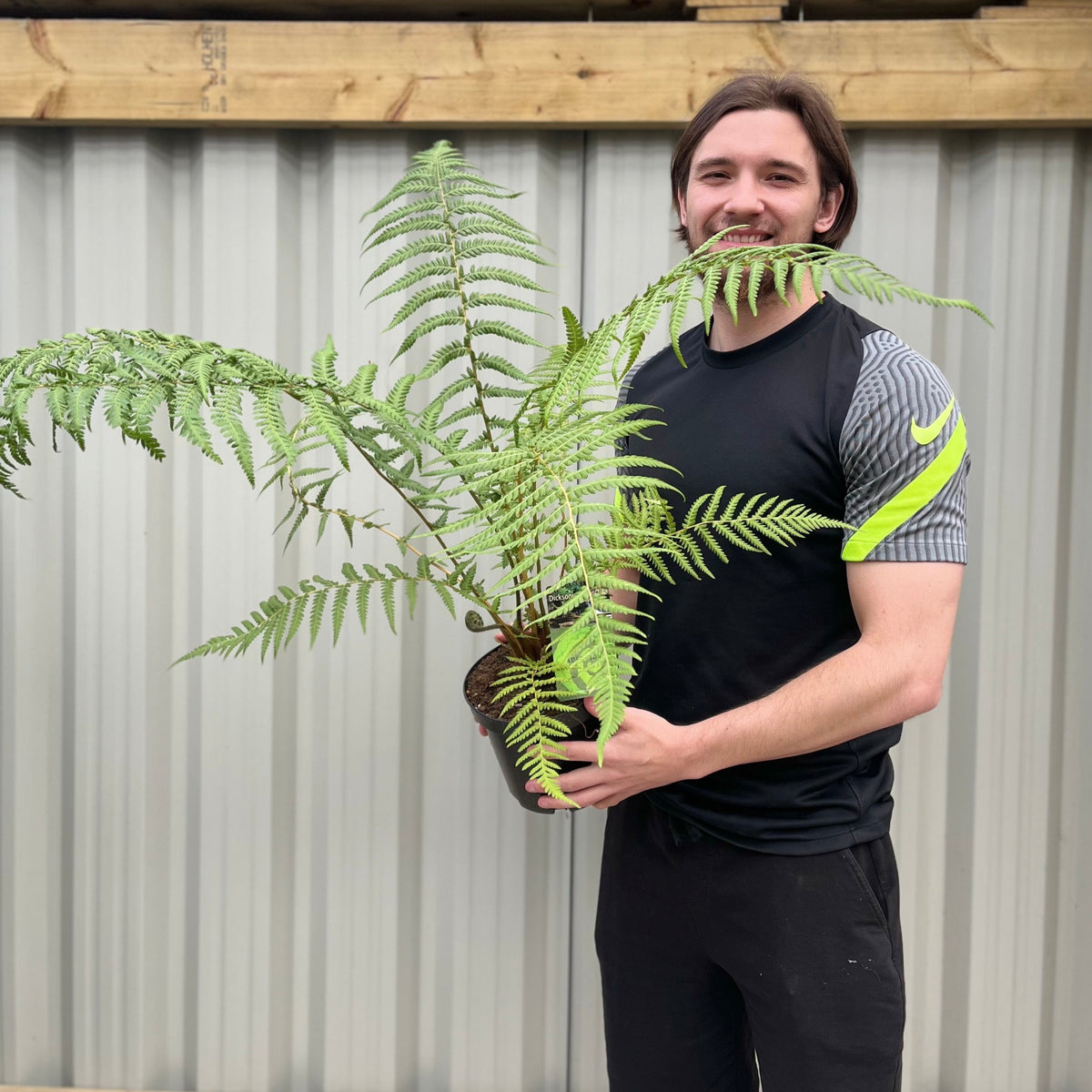 A smiling man with long hair and a beard, in a black sports shirt, stands outdoors by a corrugated metal wall holding a Tree Fern | Dicksonia antarctica 2L, ready to add this tropical plant to his collection.