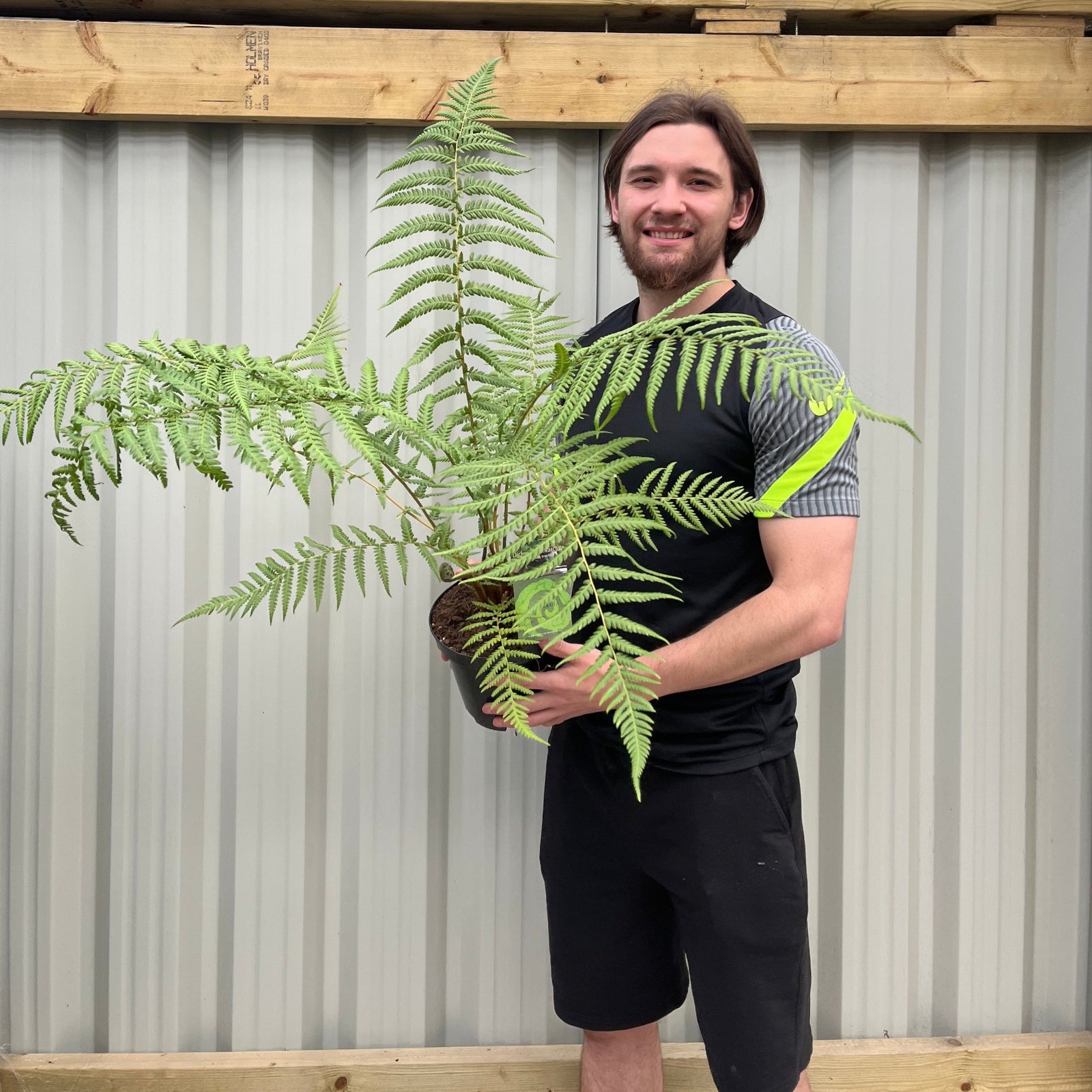 A smiling person with long hair in a black and gray athletic outfit stands before a corrugated metal wall, holding a large potted Tree Fern | Dicksonia antarctica 2L.