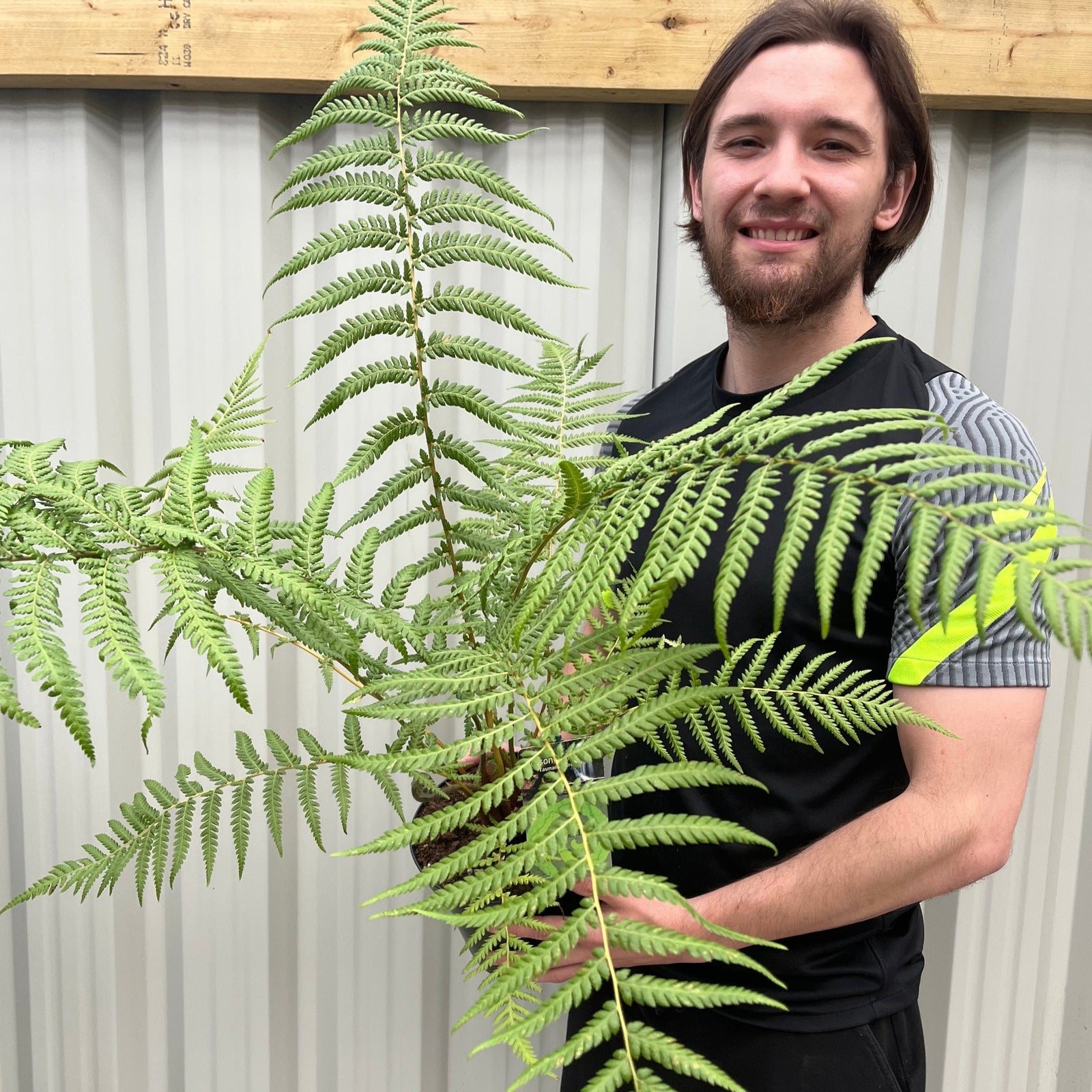 A smiling person with long hair in a black and gray athletic outfit stands before a corrugated metal wall, holding a large potted Tree Fern | Dicksonia antarctica 2L.