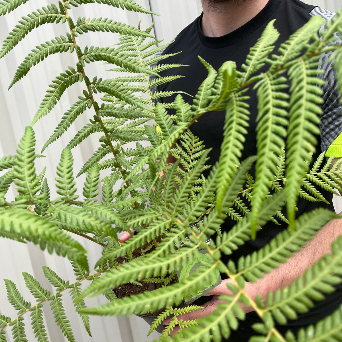 A person in a black and gray shirt holds a lush Tree Fern | Dicksonia antarctica 2L, its vibrant leaves covering most of their torso and partially hiding their face, with a light-colored wall in the background.