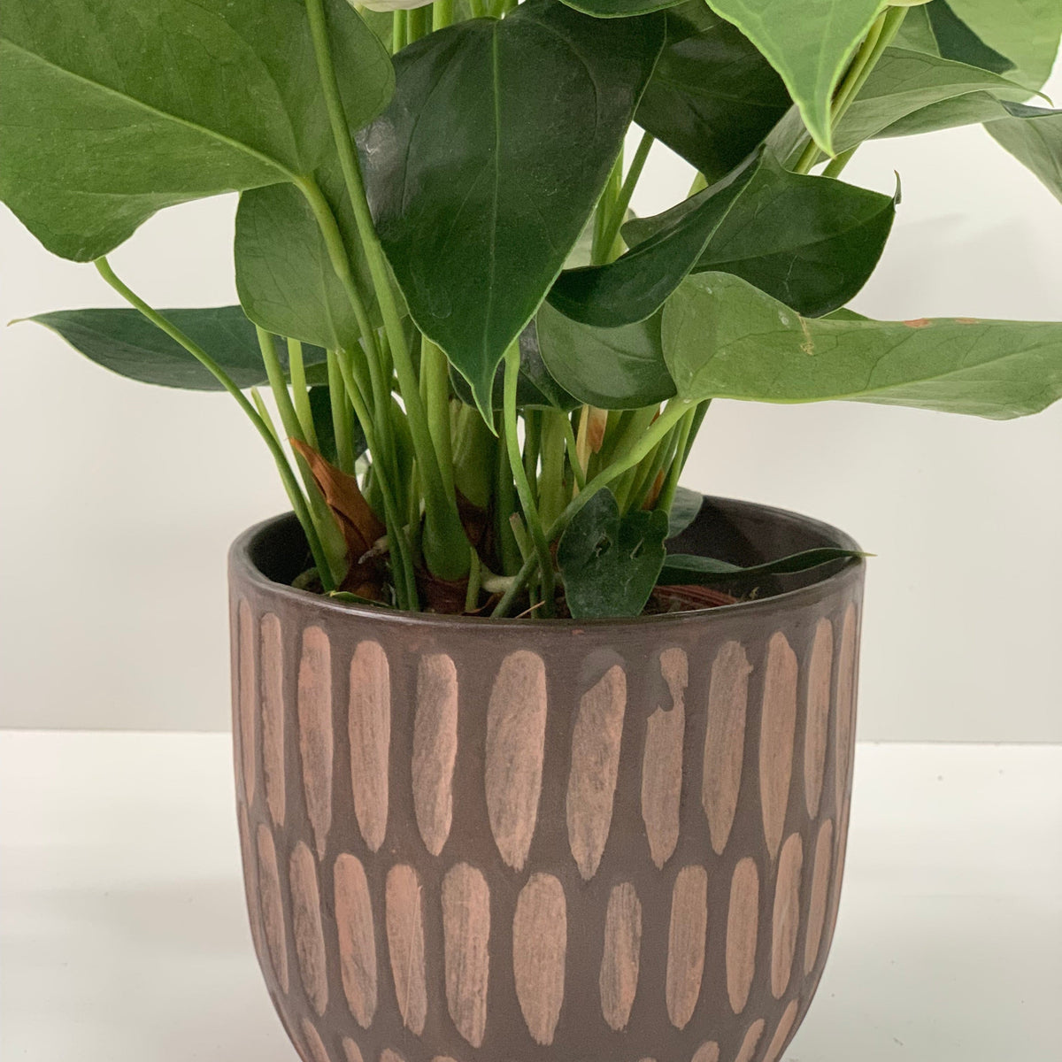The Anthurium - Candy Floss Pink, a green leafy houseplant with large, heart-shaped leaves, is displayed in a round brown pot featuring a vertical patterned design on a white surface against a plain background.