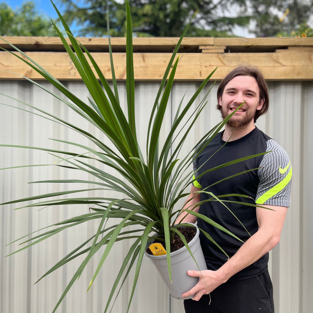 A smiling man outdoors holds a large potted Cordyline australis Green (1m-1.2m) with long, slender green leaves. A wooden fence and lush greenery appear in the background.