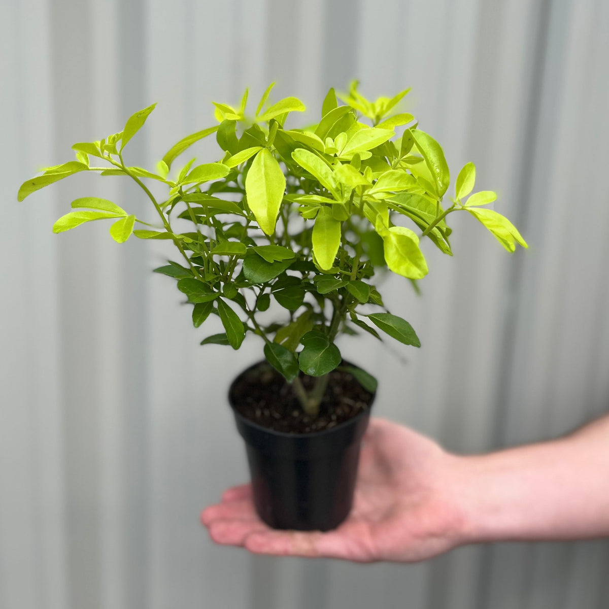 A hand holds a small black pot containing Choisya ternata &#39;Sundance&#39; 9cm, a leafy green Mexican Orange blossom plant. The background is blurred with vertical white and gray lines.