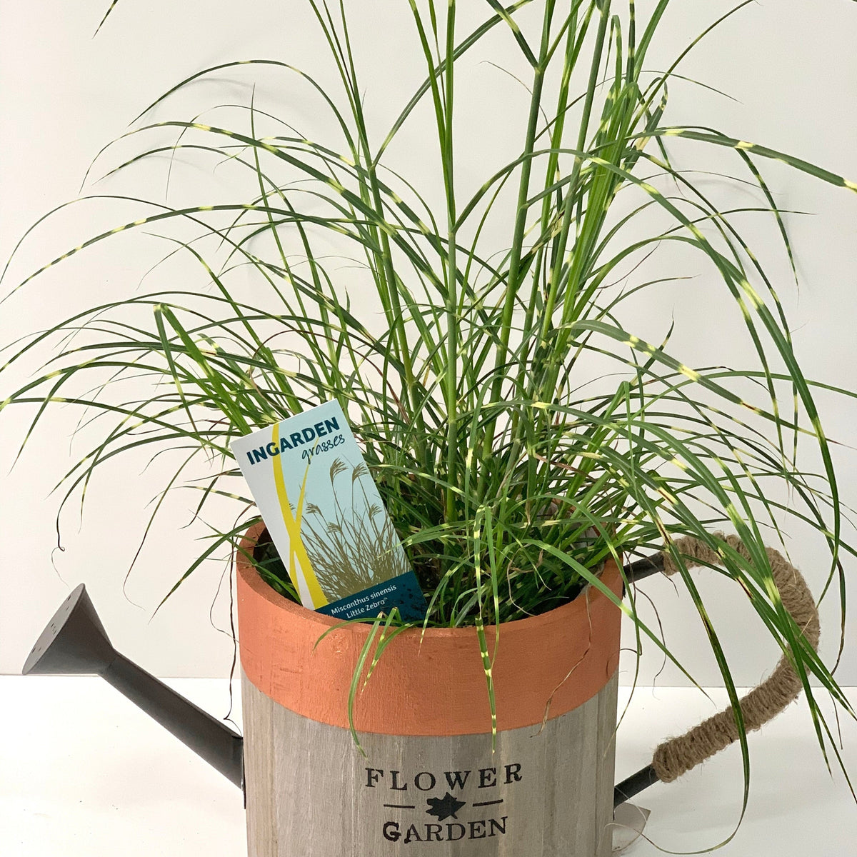 Miscanthus sinensis &#39;Little Zebra&#39; Grass (Including Gift Wrap)