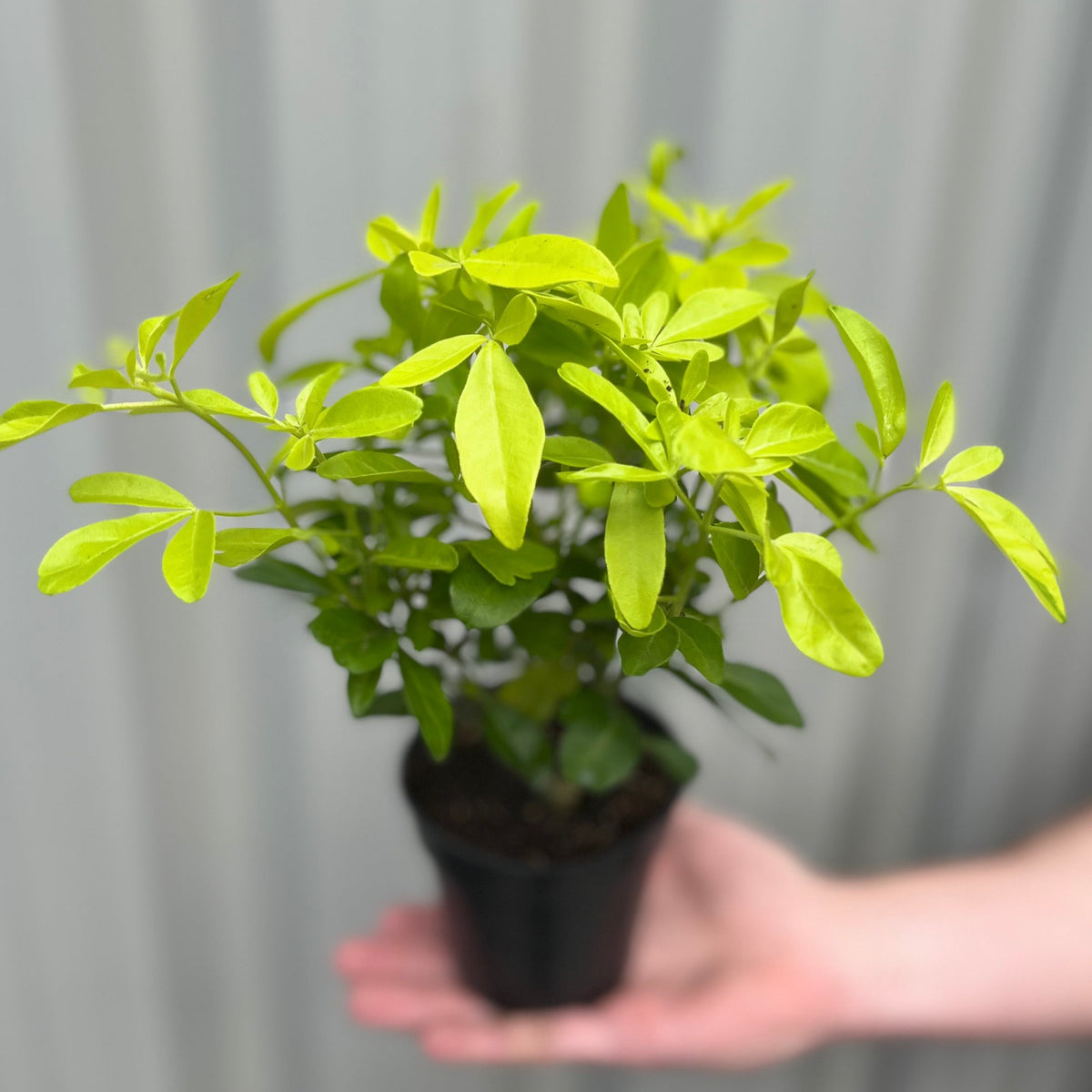 Someone holds a Choisya ternata &#39;Sundance&#39; 9cm in a small black pot, showcasing its healthy green foliage against a softly blurred, light background.