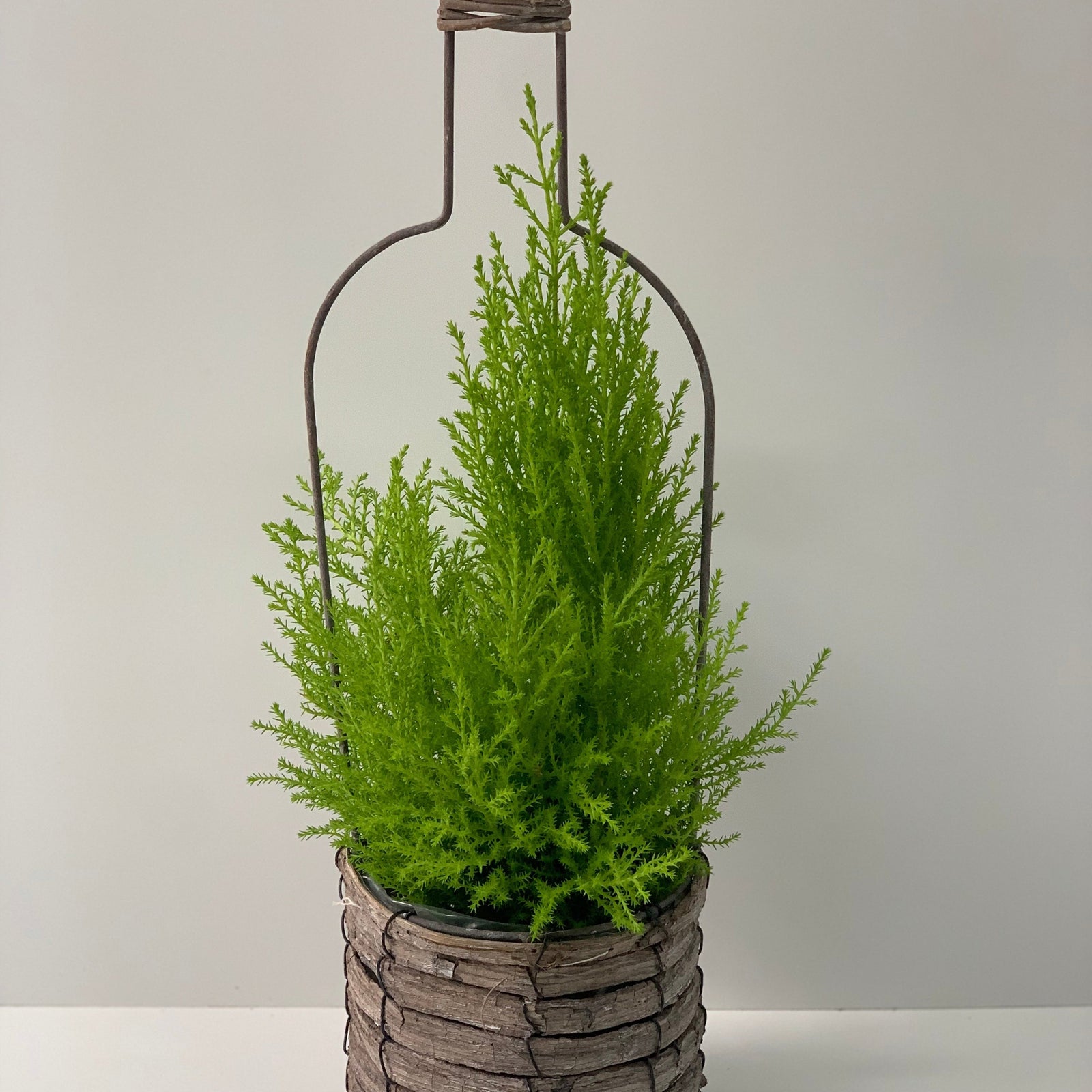 The Wine Bottle Goldcrest Conifer, a small, vibrant green evergreen, is presented in a basket with a decorative bottle-shaped wire and comes complete with gift wrap.