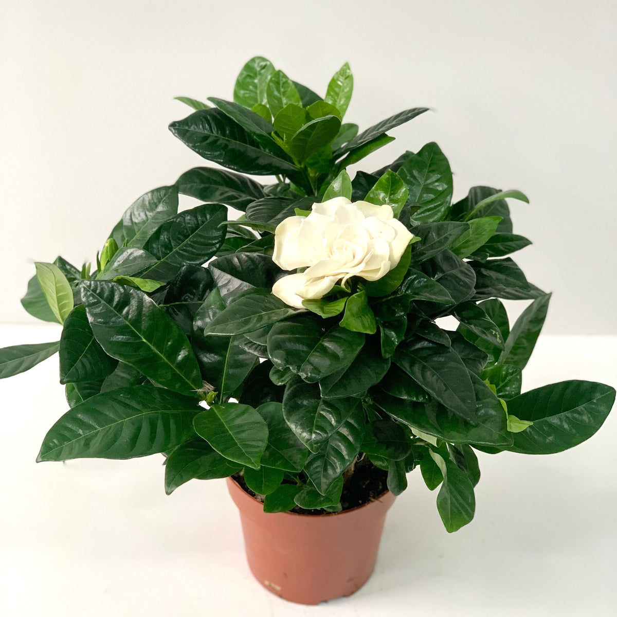 Gardenia Jasminoides | 1.5L Growers Pot