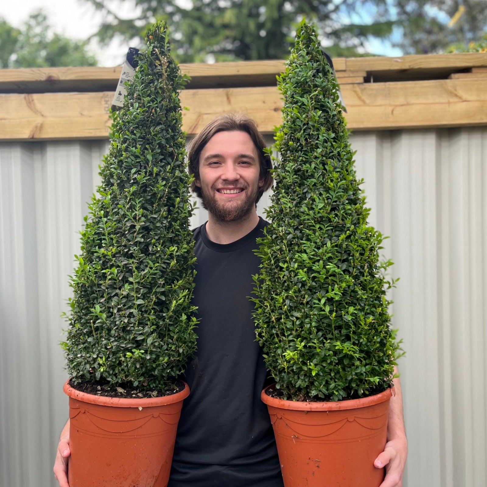A person in black sportswear holds a Buxus Topiary Cone 1m (10L) with a pointed shape, standing before a wooden fence. A plant label marked Buxus is attached to this attractive topiary box plant.
