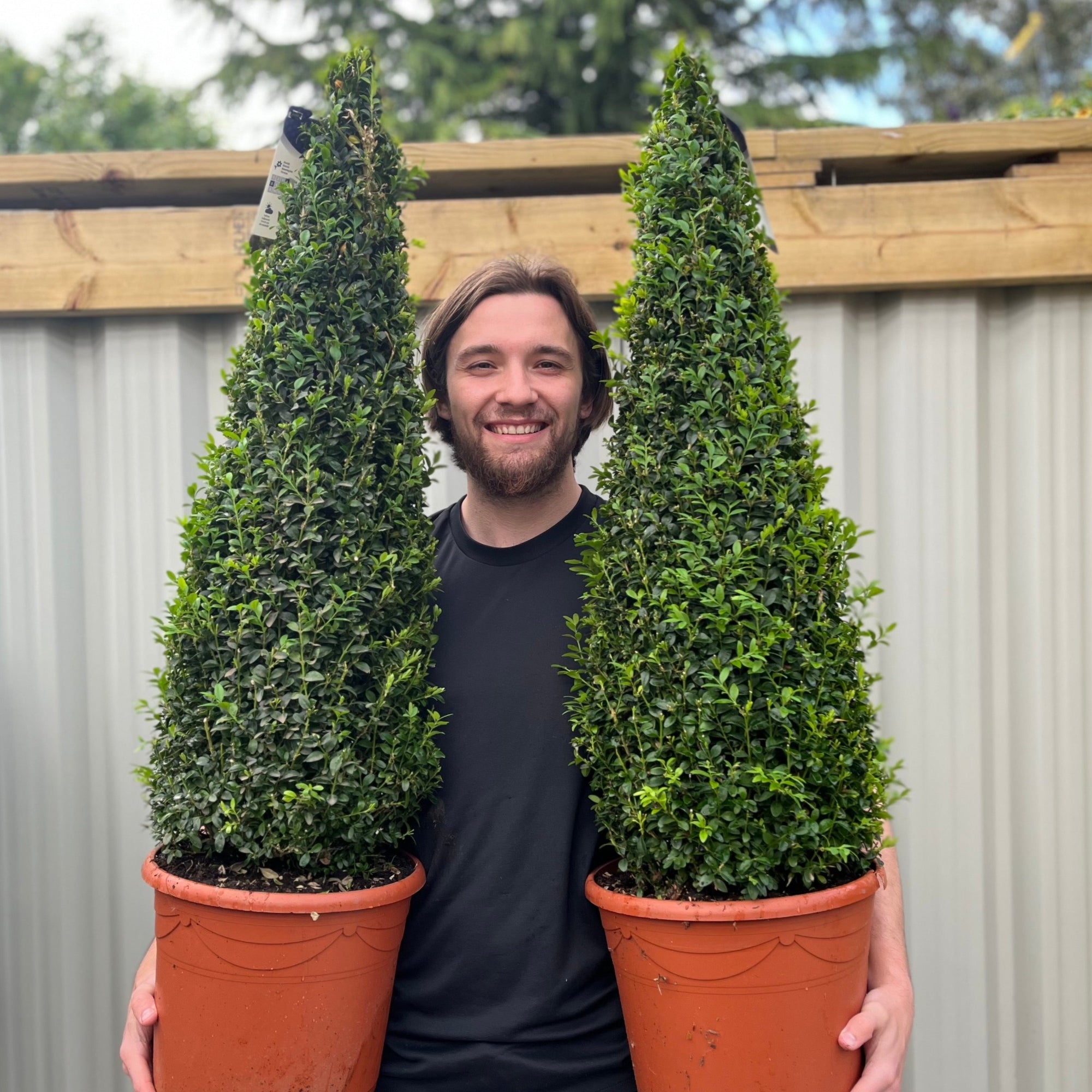 Buxus Topiary Cone 1m (10L)