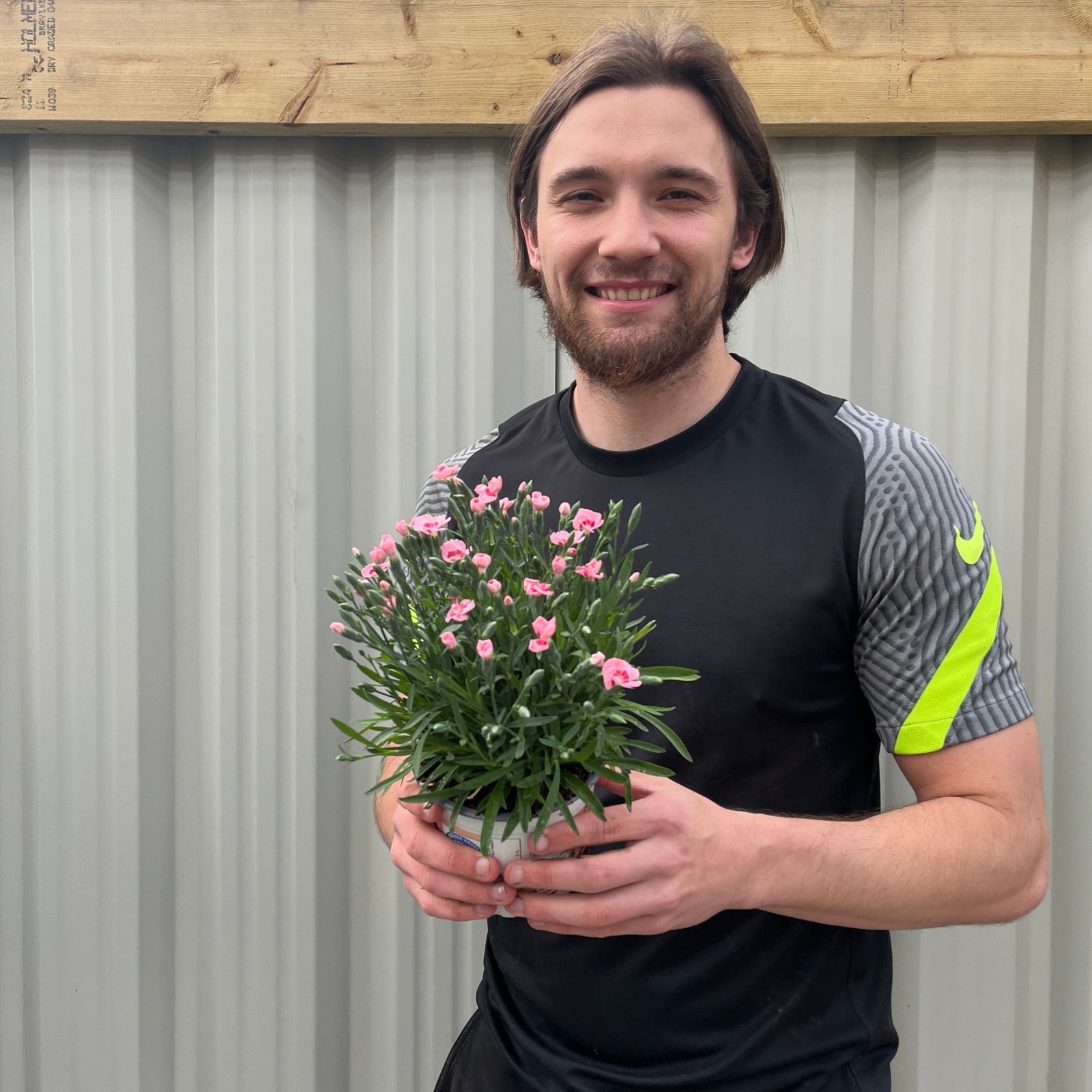 A person holds a Dianthus Peach Party 9cm, a small potted perennial with green leaves and pink flowers, in front of a blurred light gray background.