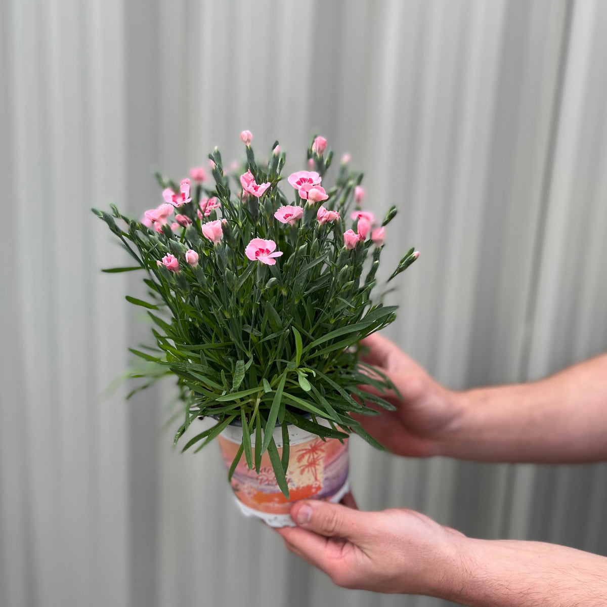 A person holds a Dianthus Peach Party 9cm, a small potted perennial with green leaves and pink flowers, in front of a blurred light gray background.