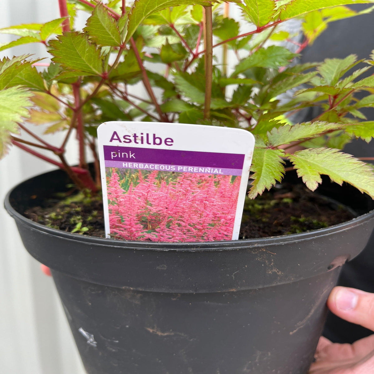 A hand holds a black pot labeled &quot;Astilbe Pink 2L HERBACEOUS PERENNIAL&quot; with an image of pink feathery flowers and green leaves—ideal for a shade garden.