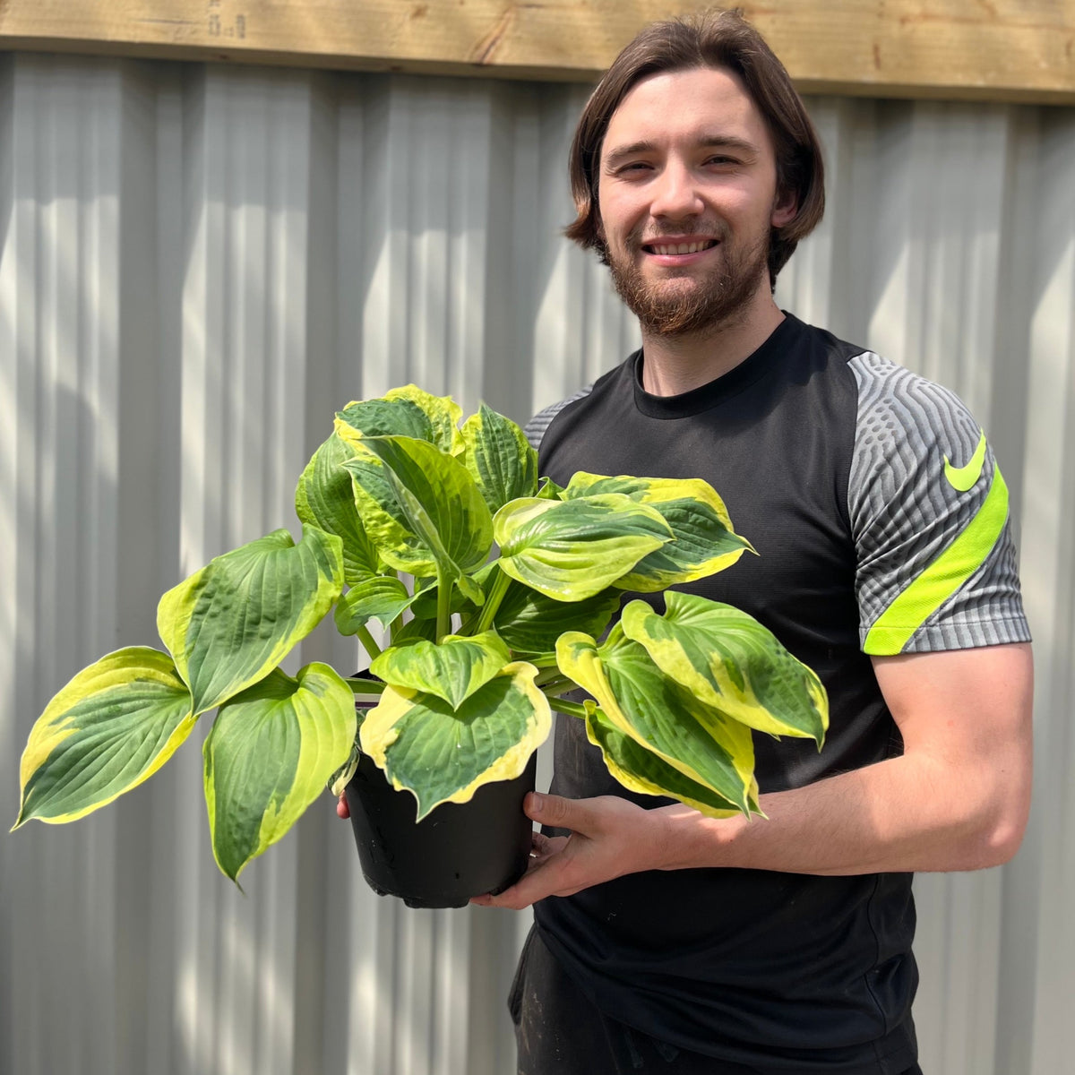 A smiling man with brown hair and a beard, wearing a black and gray Nike shirt, holds a Hosta &#39;Twilight&#39; 2L potted plant—ideal for shade gardens—in front of a corrugated metal wall.