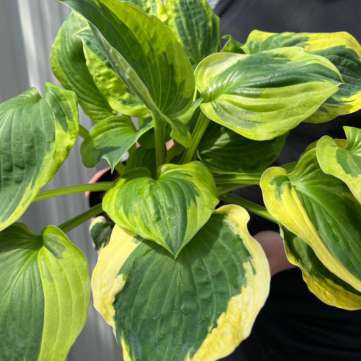 A person holds Hosta &#39;Twilight&#39; 2L, showcasing its large, heart-shaped green leaves with bright yellow edges. The blurred background highlights this shade-loving perennial, ideal for any special perennial offer.
